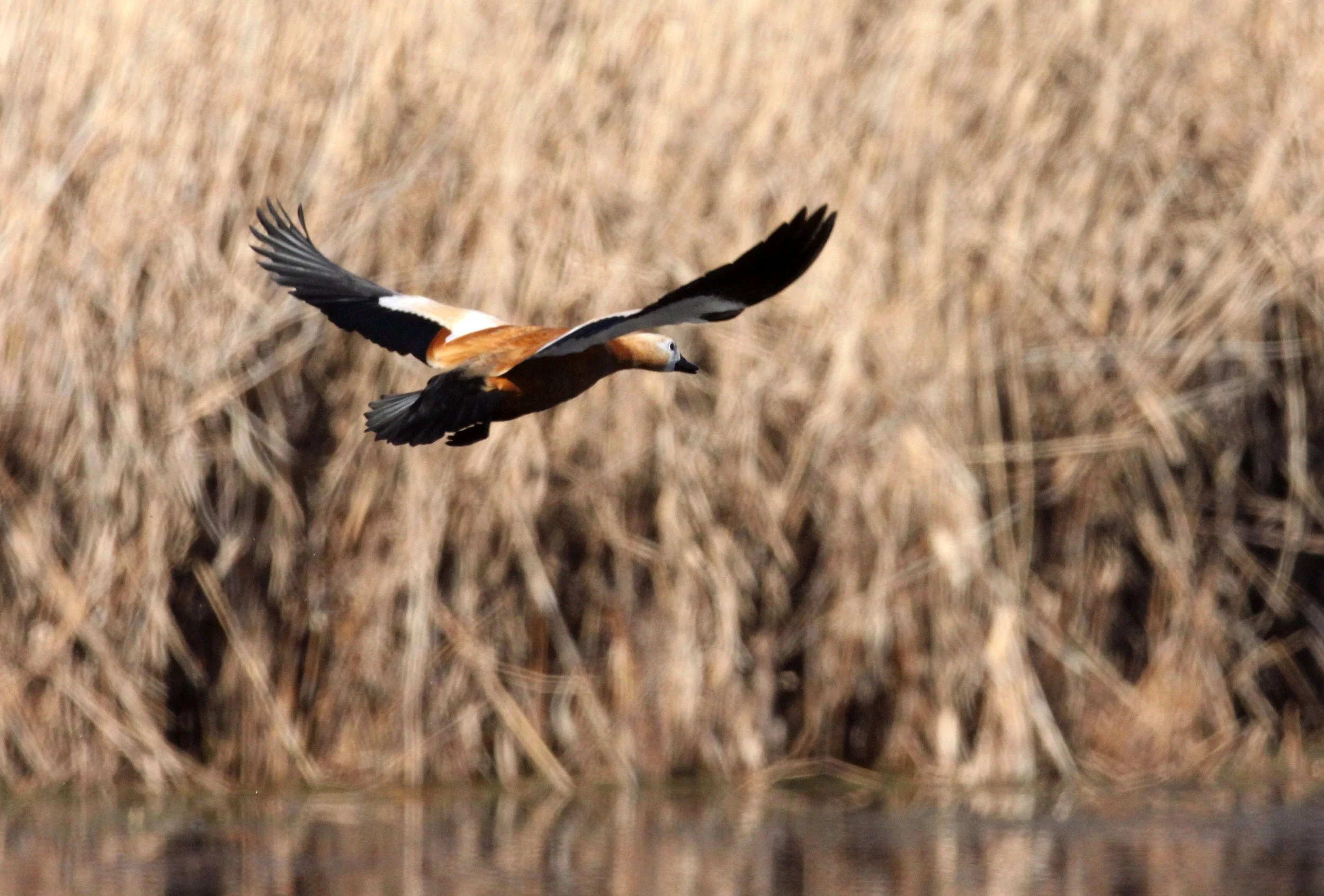 SHELDUCK - RUDDY SHELDUCK  - Tadorna ferruginea - CAO HAI WETLANDS PARK NEAR LIJIANG YUNNAN CHINA (111) - Copy.JPG