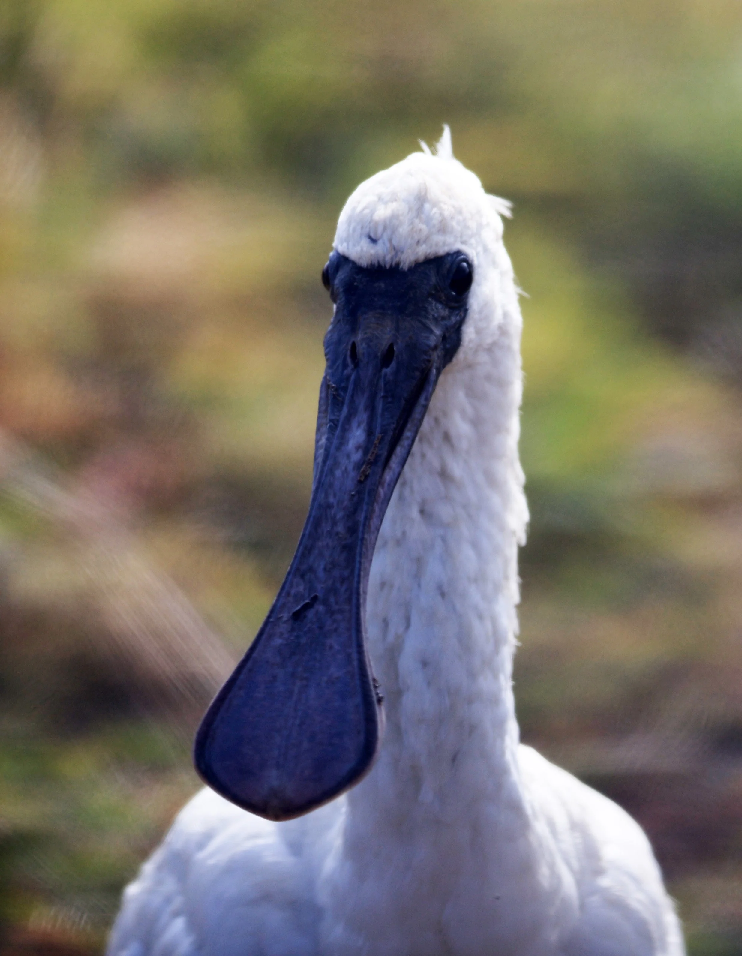 Black-faced Spoonbill (Platalea minor) Izumi Crane Center and Fields Izumi Kagoshima Japan (73).jpg