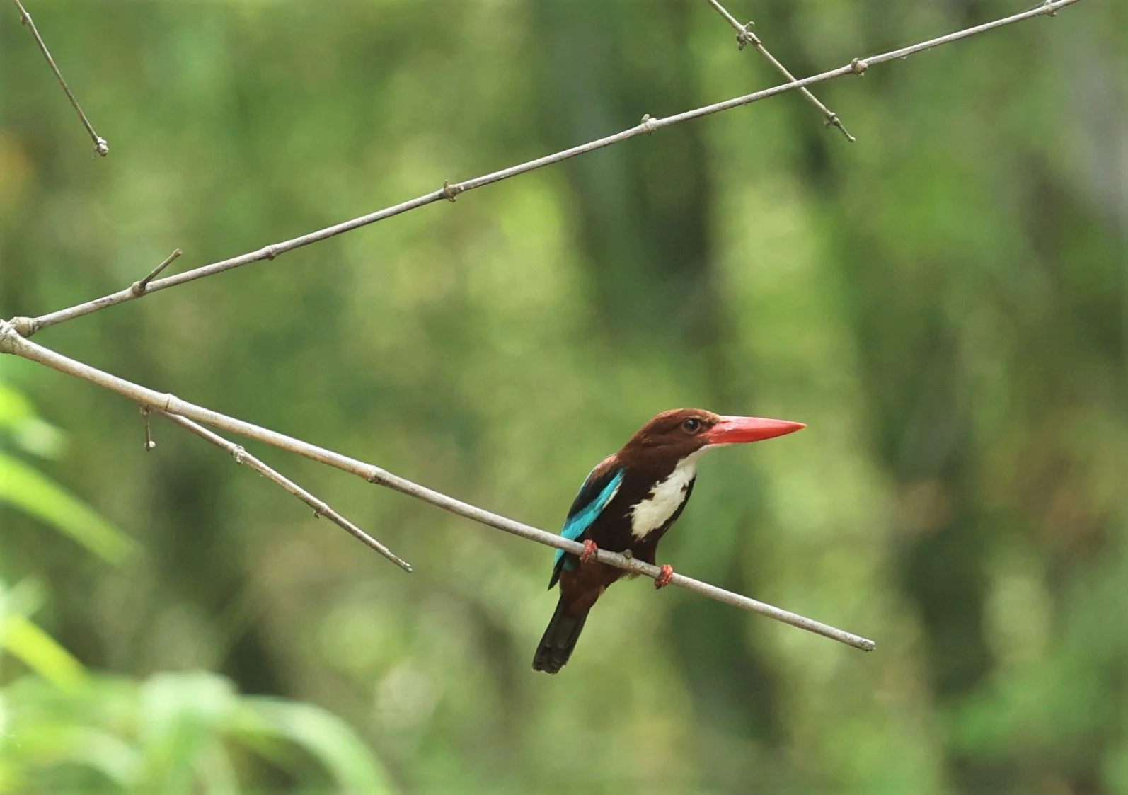 KINGFISHER - WHITE-THROATED KINGFISHER - Halcyon smyrnensis - HUAI KHA KHAENG WILDLIFE SANCTUARY MAY 1 2022 (1).jpg