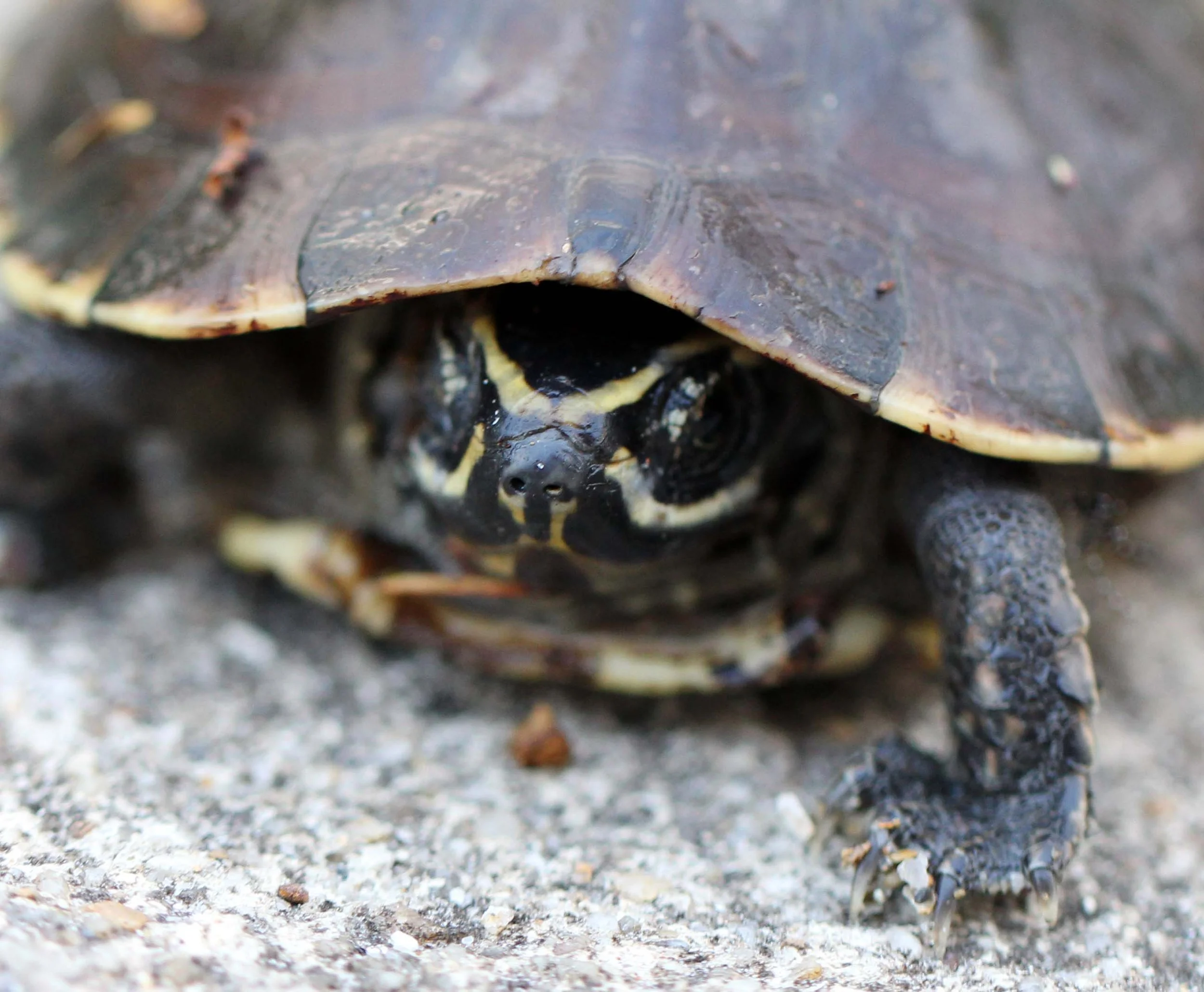 2013 in Nakhonsithammarat and some Krabi with Family (240).JPG