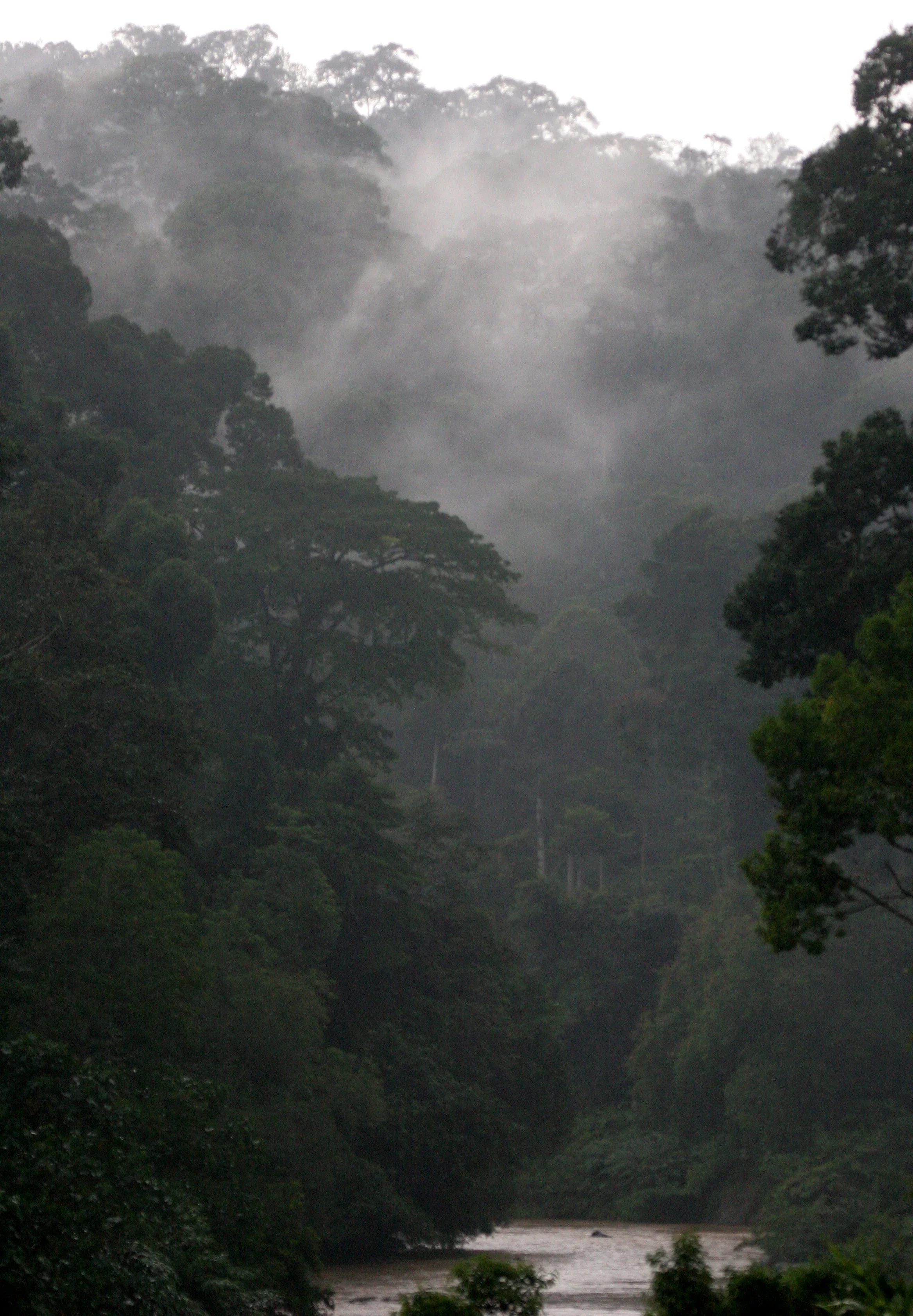 DANUM VALLEY BORNEO - RIVER VIEWS.JPG