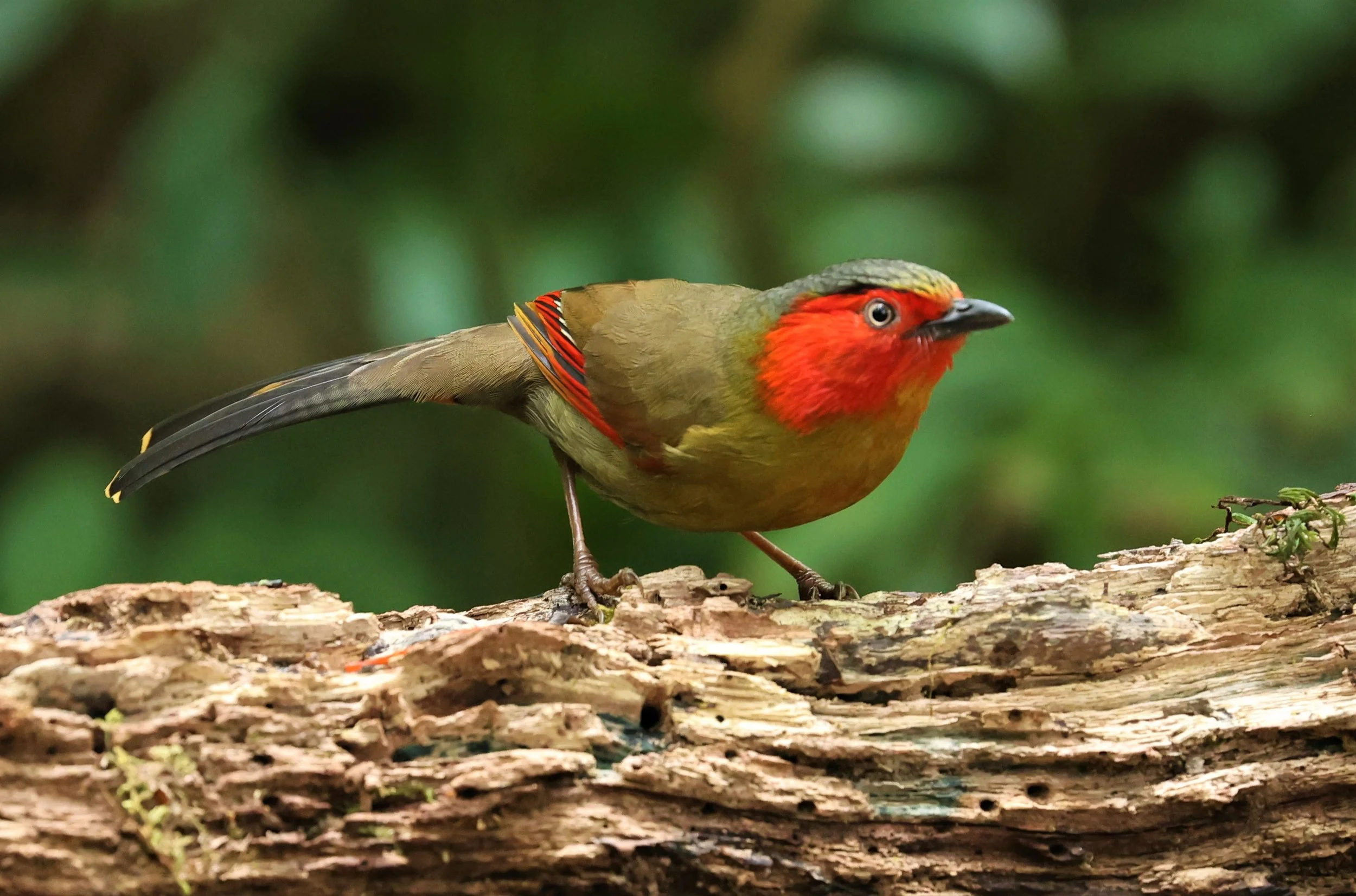 LIOCICHLA - SCARLET-FACED LIOCICHLA - Liocichla ripponi - DOI PHA HOM POK NP DOI LANG EAST FEB 2022 (52).jpg