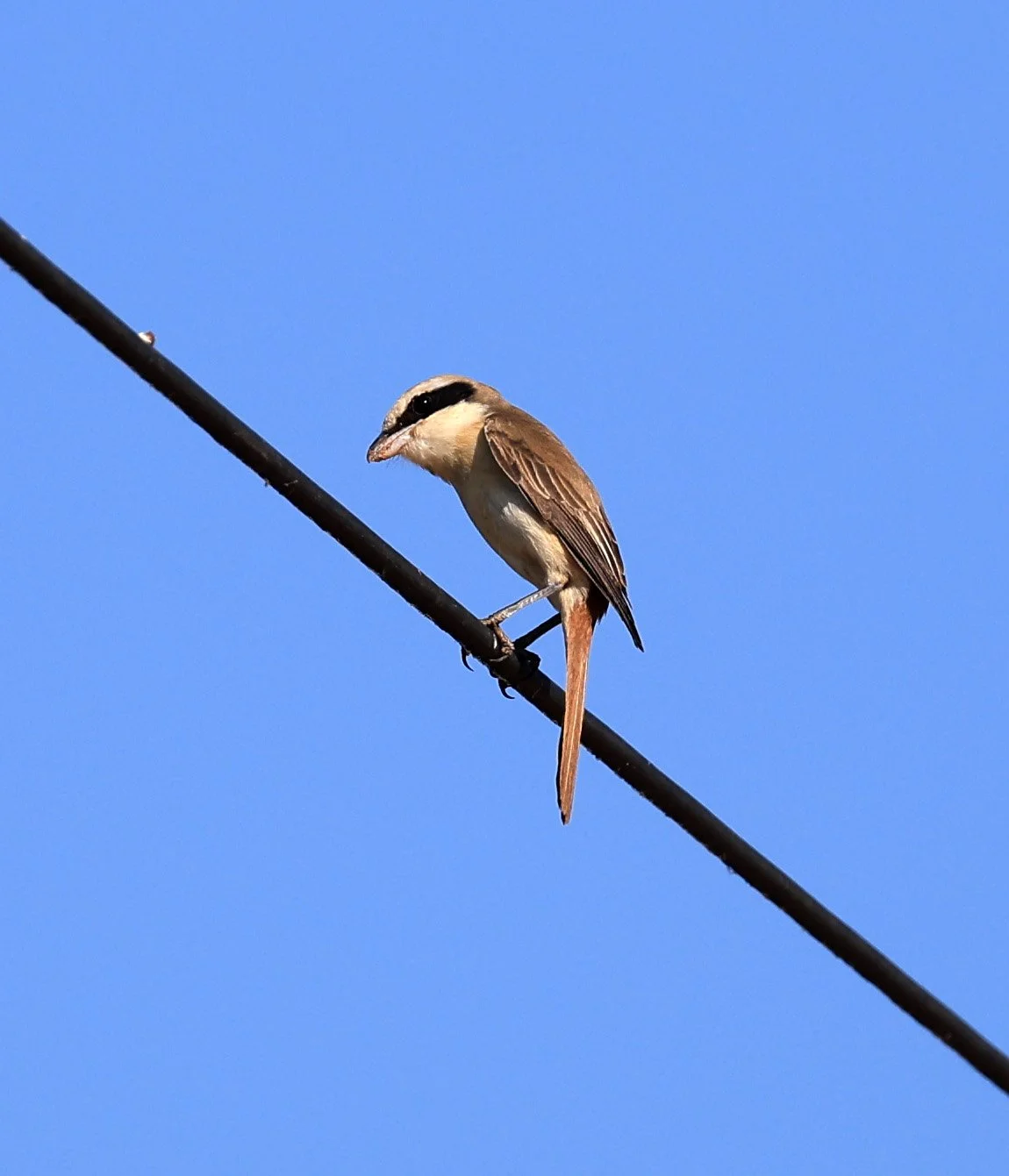 Brown Shrike (Lanius cristatus) Phu Wiang Dinosaur Museum Khon Kaen Province (7).jpg
