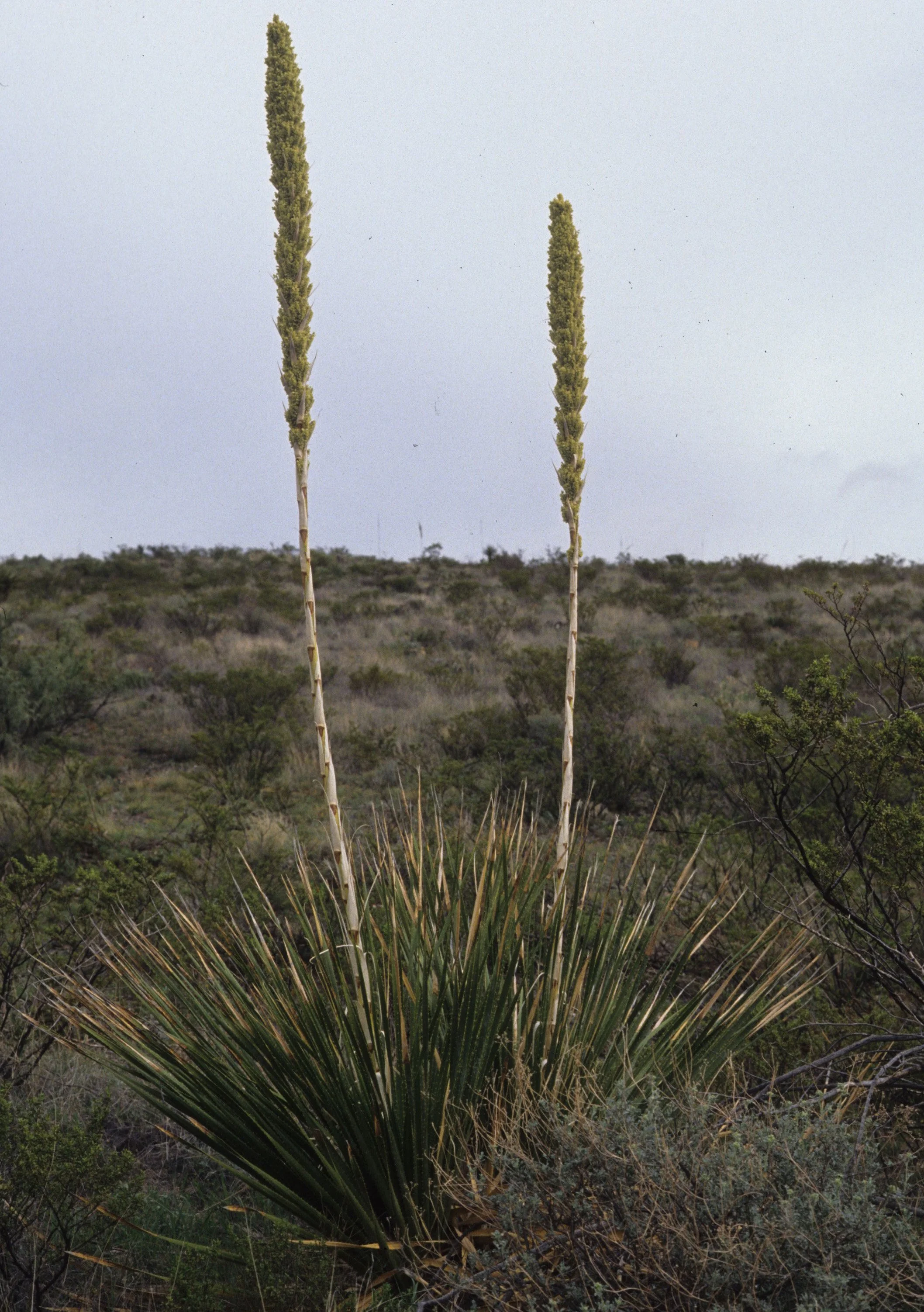 ARIZONA - YUCCA SPECIES - OPEN DESERT.jpg