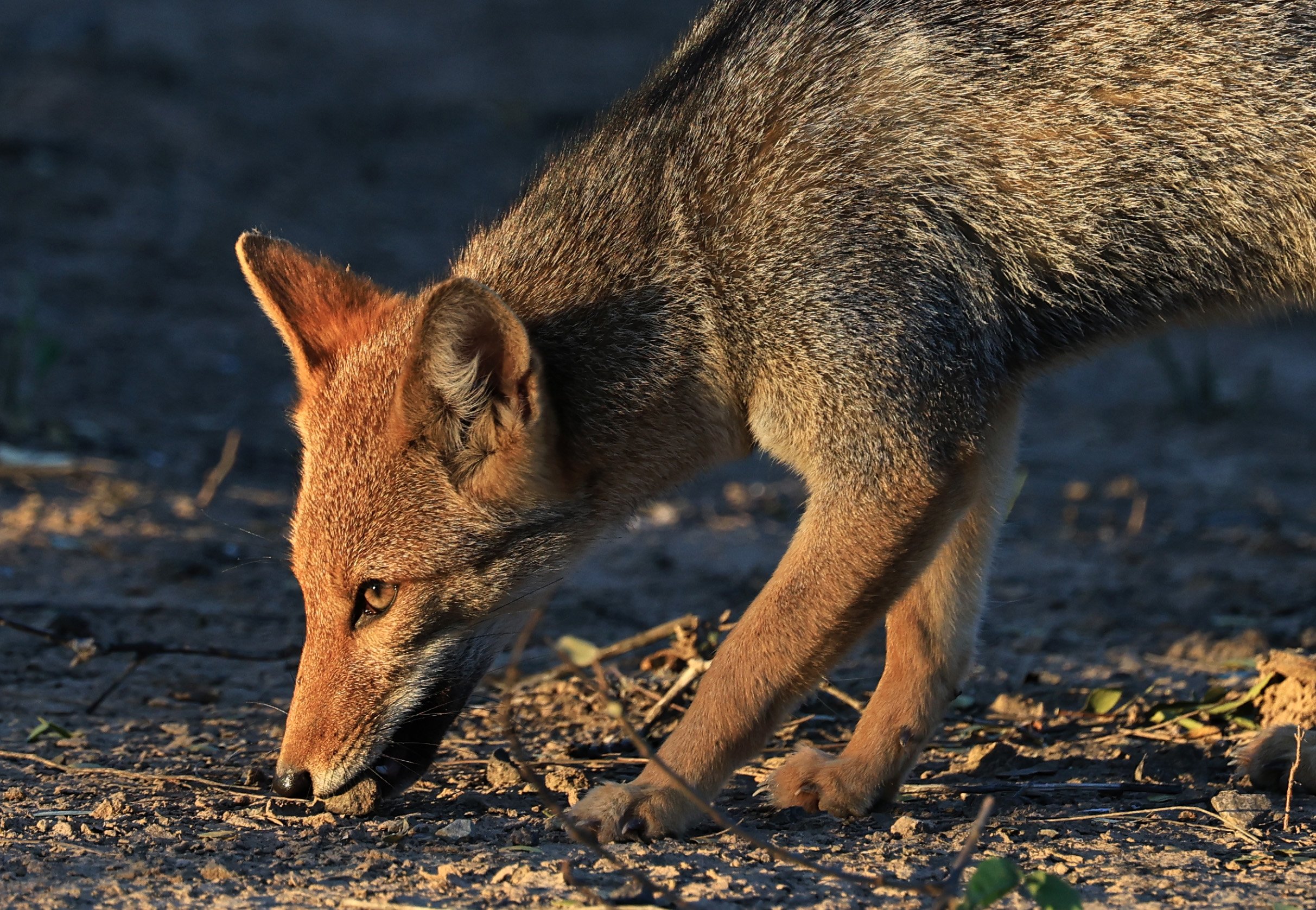 Pampas Fox (Lycalopex gymnocercus)