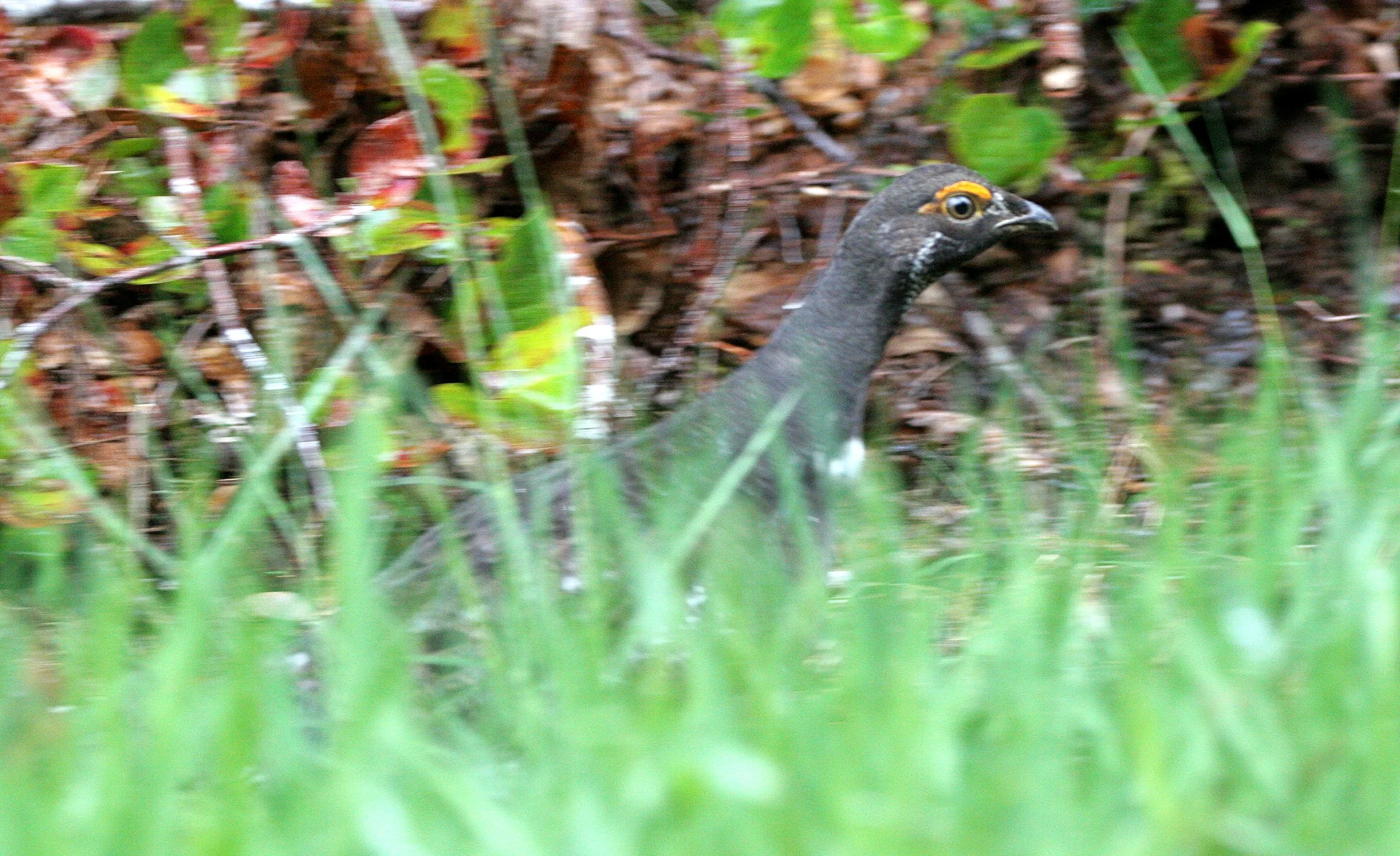 GROUSE - SOOTY (BLUE) GROUSE - Dendragapus fuliginosus - DUNCAN CEDAR TREE ROAD - HOH RIVER VALLEY WA  (28).JPG