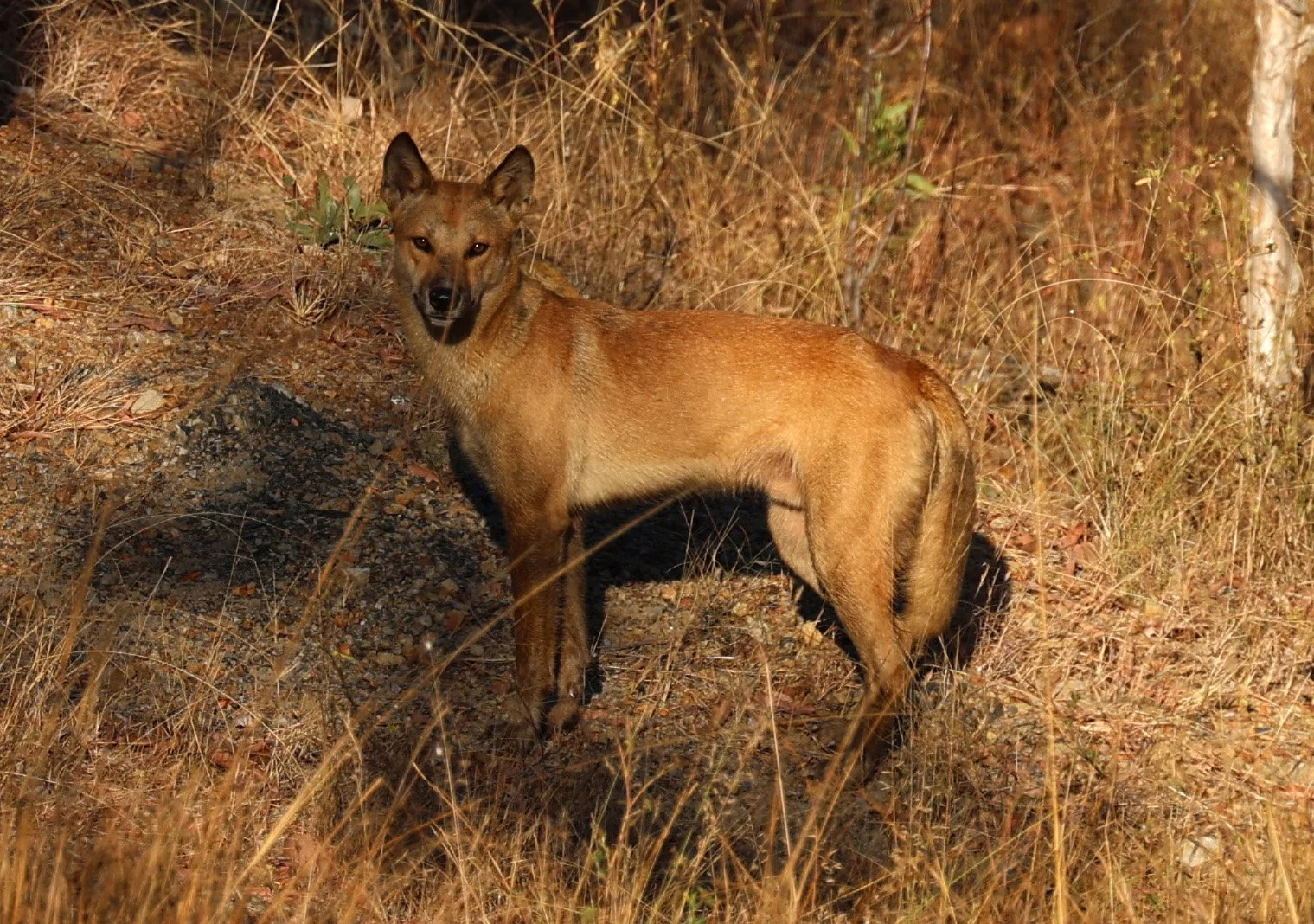 Dingo (Canis familiaris dingo) Lakeland Savanna Biome Region - Queensland 