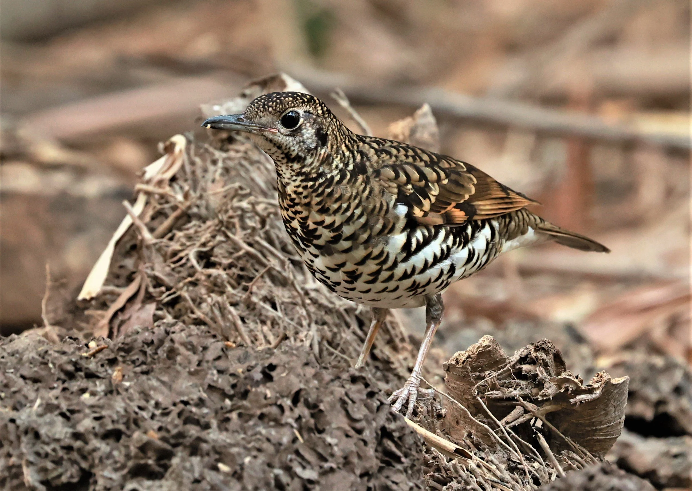 White's Thrush (Zoothera aurea) Putthamonthon Park Nakhon Pathom Thailand (172).jpg