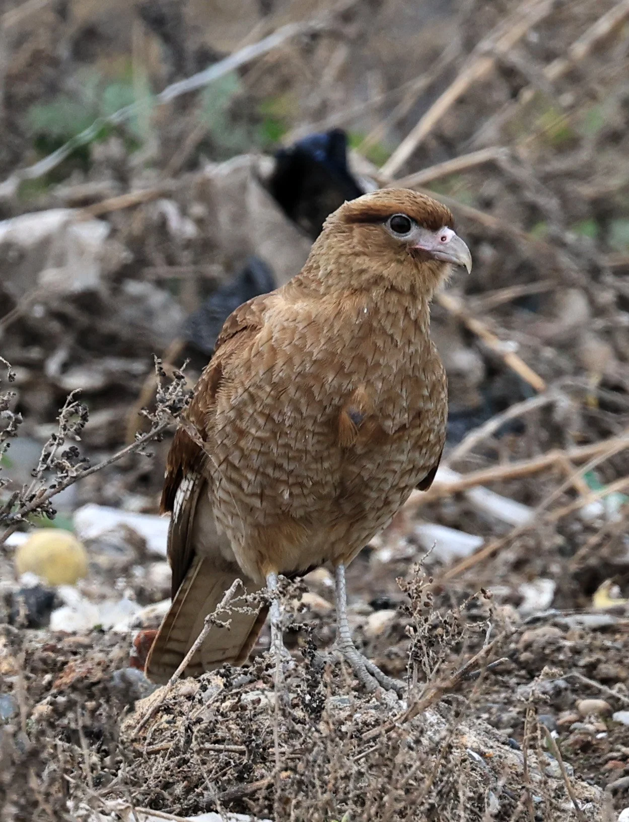 Chimango Caracara (Daptrius chimango) Lagunas del Ornitólogo, Trelew Argentina (21).jpg