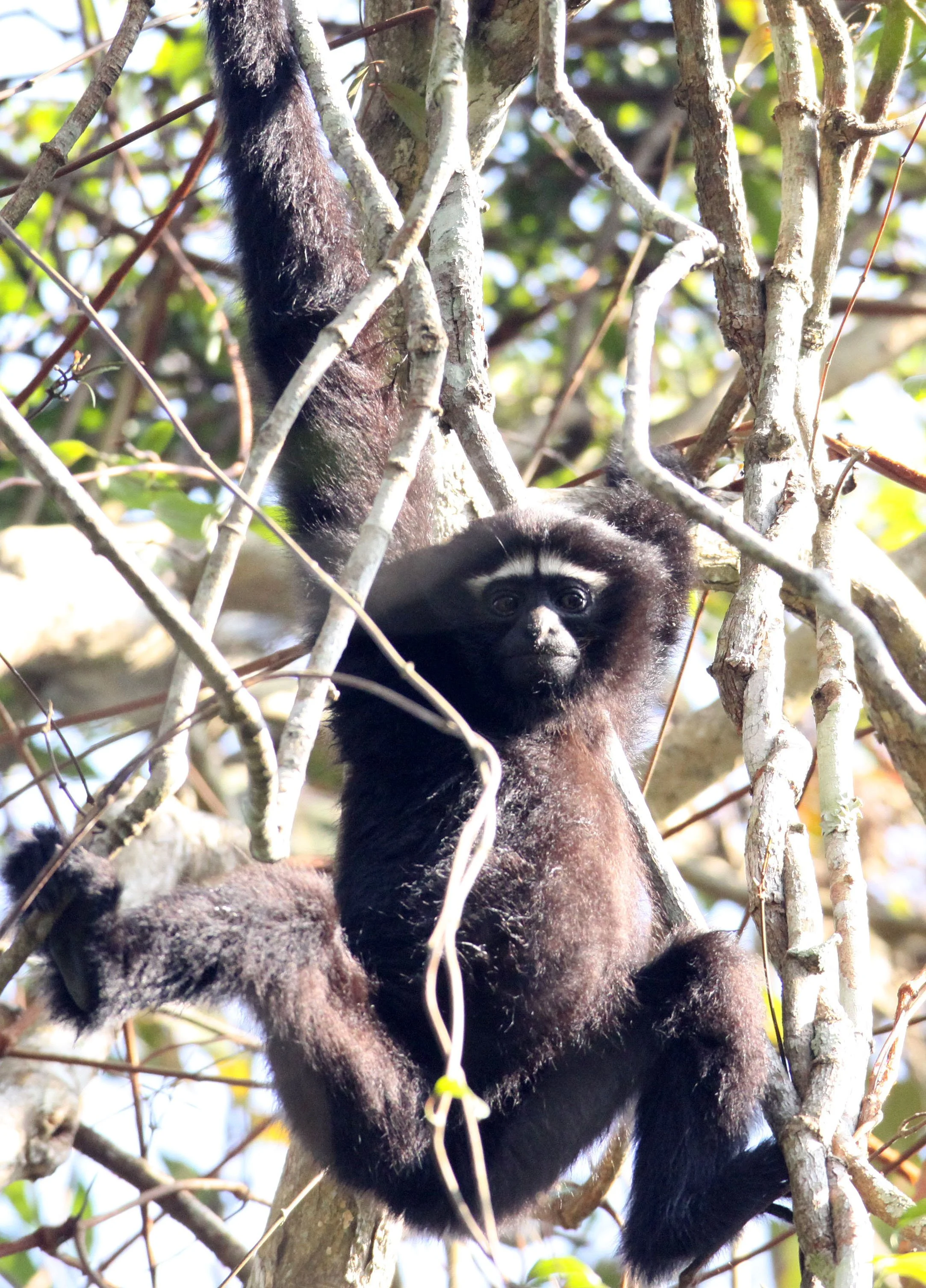 HYLOBATIDAE - Hoolock hoolock - WESTERN HOOLOCK'S GIBBON - WILD GIBBON SANCTUARY ASSAM INDIA (228).JPG