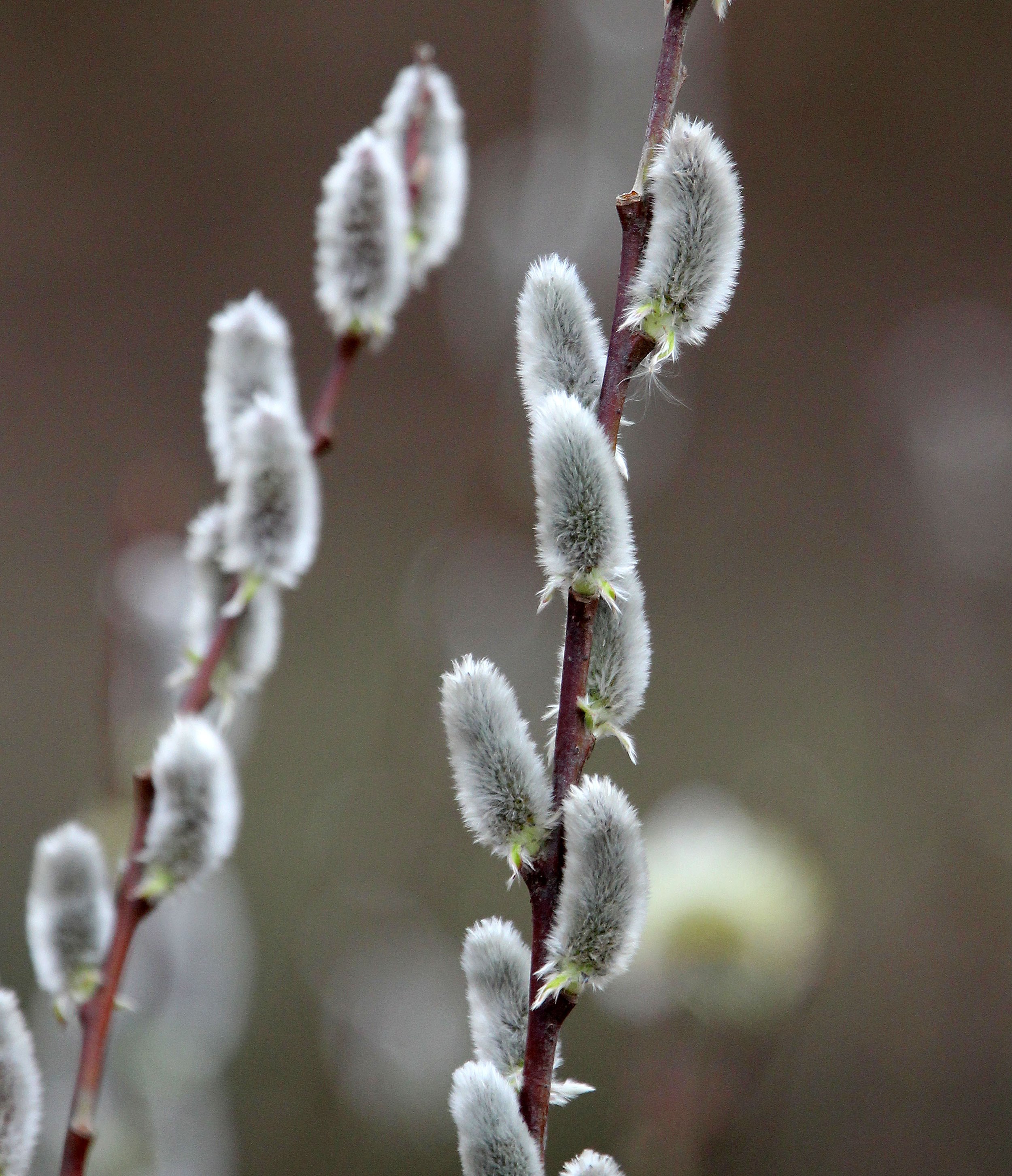 BINJIANG FOREST PARK SHANGHAI (11).JPG