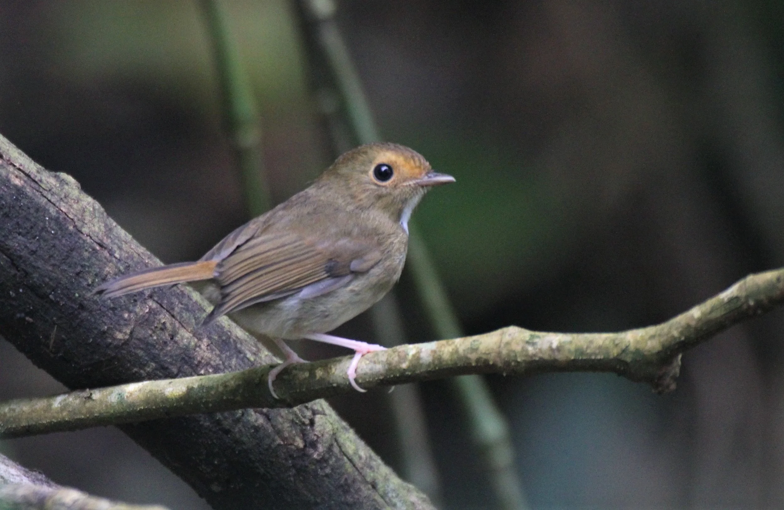 FLYCATCHER - RUFOUS-BROWED FLYCATCHER - Anthipes solitaris - CHONG YEN CAMPSITE MAE WONG NP (18).jpg