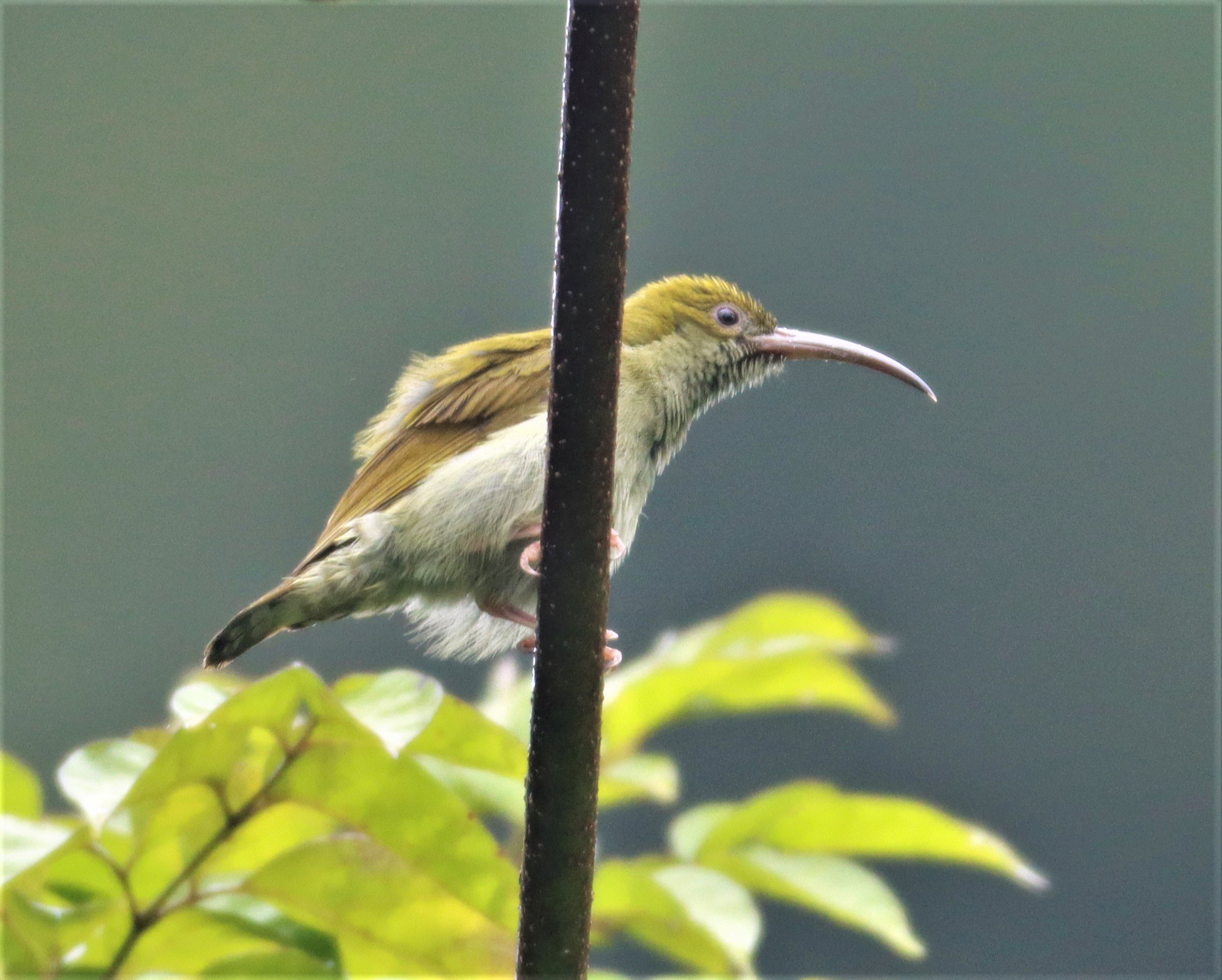 SPIDERHUNTER - GREY-BREASTED SPIDERHUNTER - Arachnothera modesta - KHAO SOK SURAT THANI (69).jpg