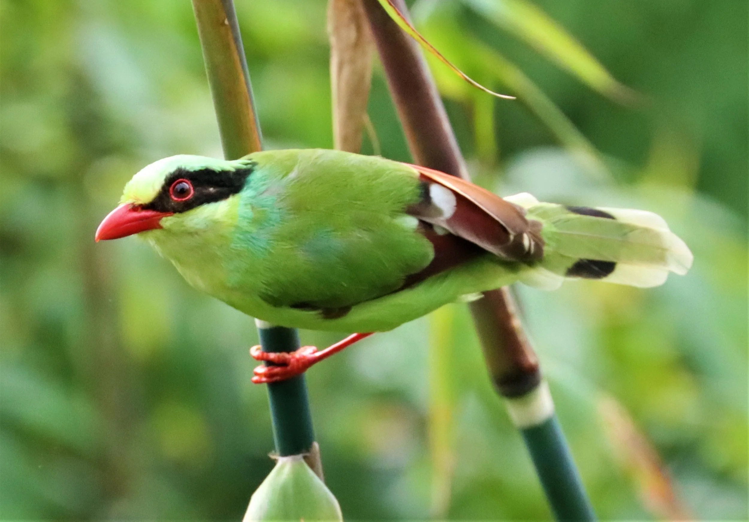 MAGPIE - COMMON GREEN MAGPIE - Cissa chinensis - KHAO YAI NP SEP 18 2021 GIFT'S IMAGES (17).jpg