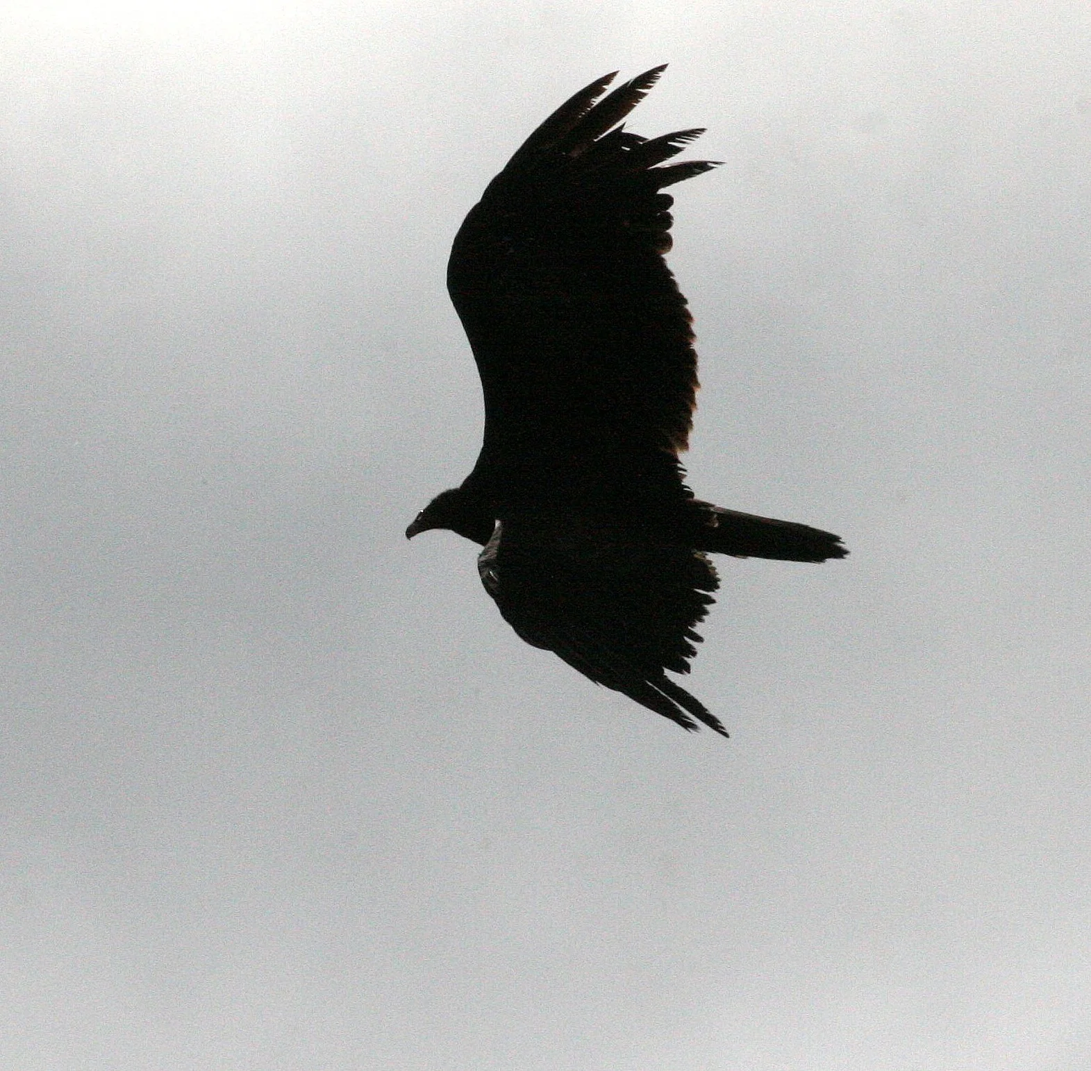 Cathartes aura meridionalis - WESTERN TURKEY VULTURE - LAKE FARM BLUFFS WASHINGTON (194).JPG