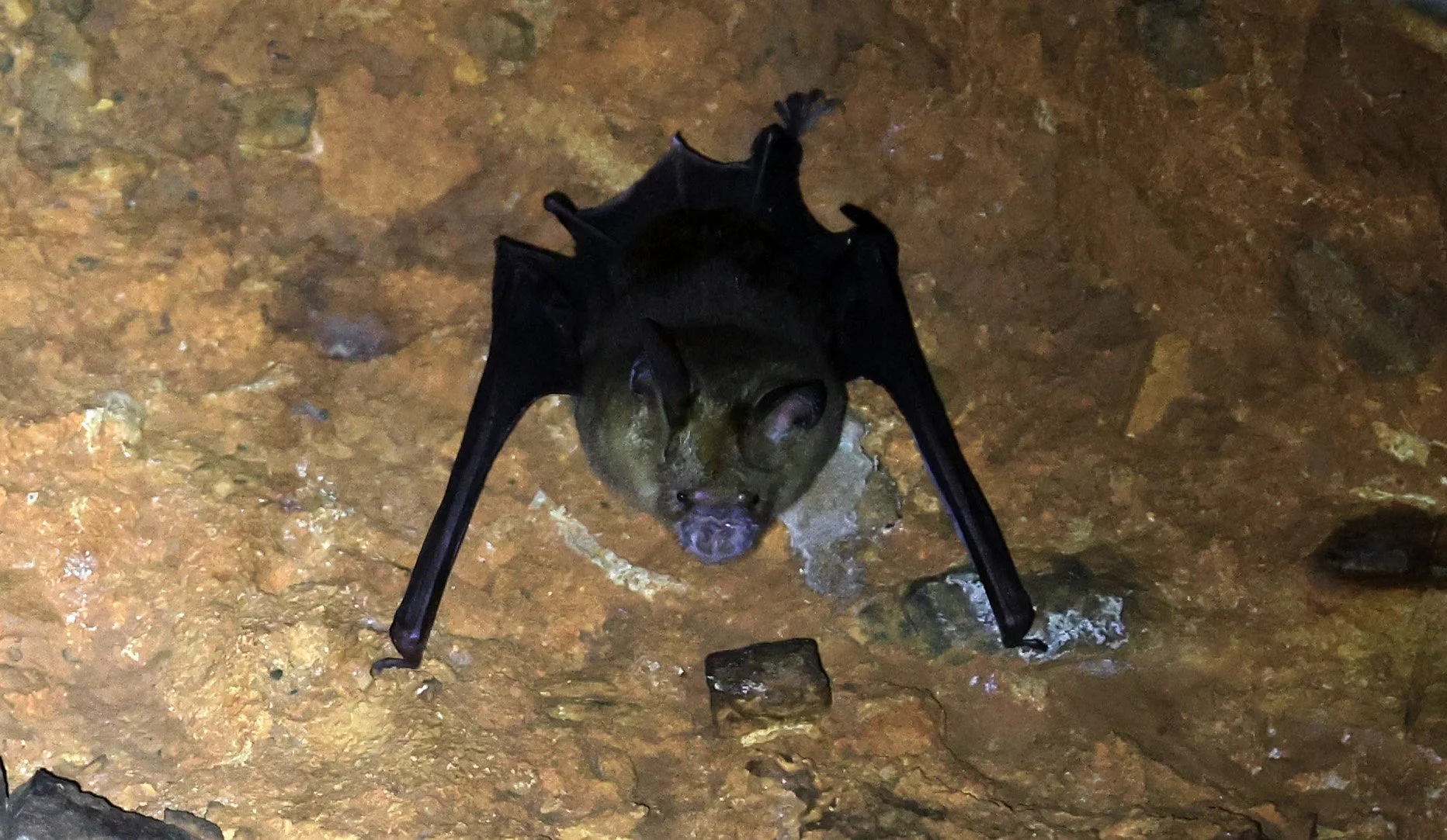 Horsfield’s Leaf-nosed Bat (Hipposideros larvatus) Wat Sa Nam Sai Temple Pak Chong Thailand (33).jpg