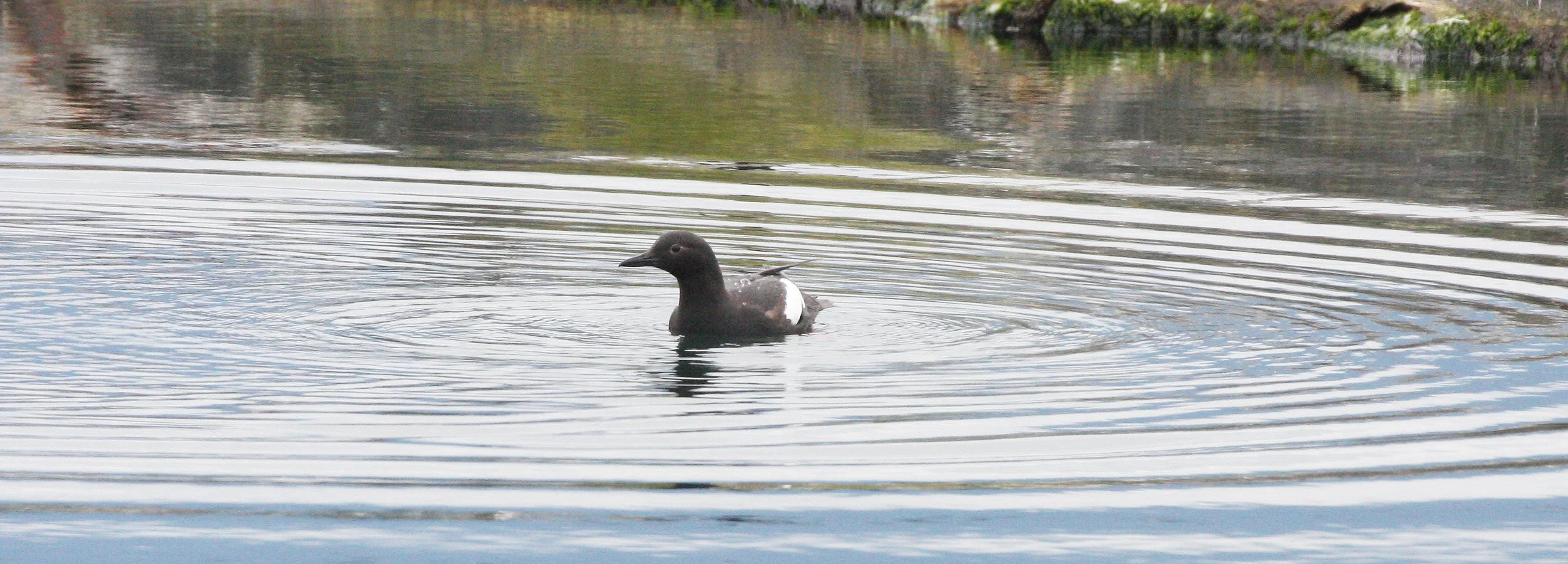 Cepphus columba adiantus - PIGEON GUILLEMOT - PORT ANGELES HARBOR WA (44).JPG