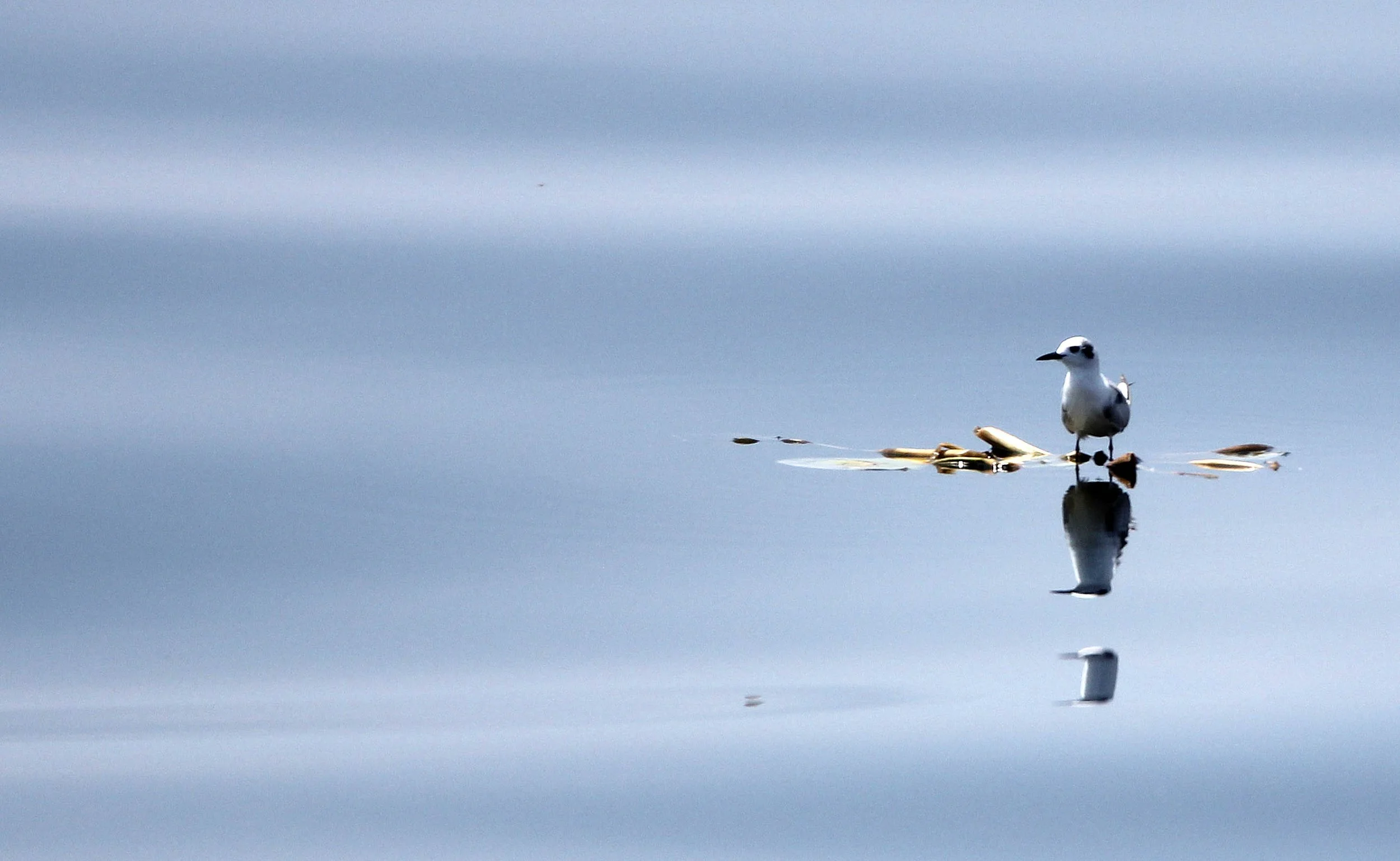 BIRD - TERN - WHISKERED AND LITTLE TERNS - BAN TABOON HARBOR PETCHABURI (18).JPG
