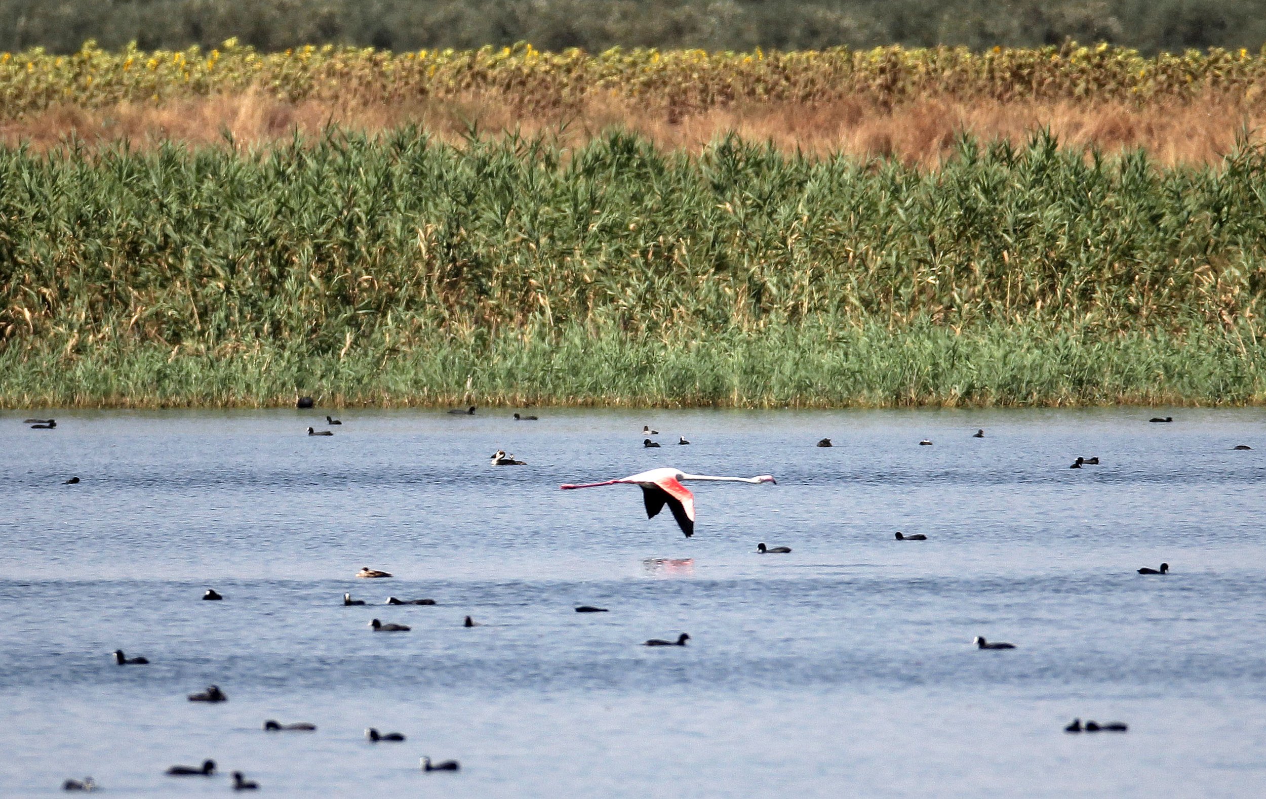 Phoenicopterus roseus - Greater Flamingo - Laguna Dulce Spain (3).JPG