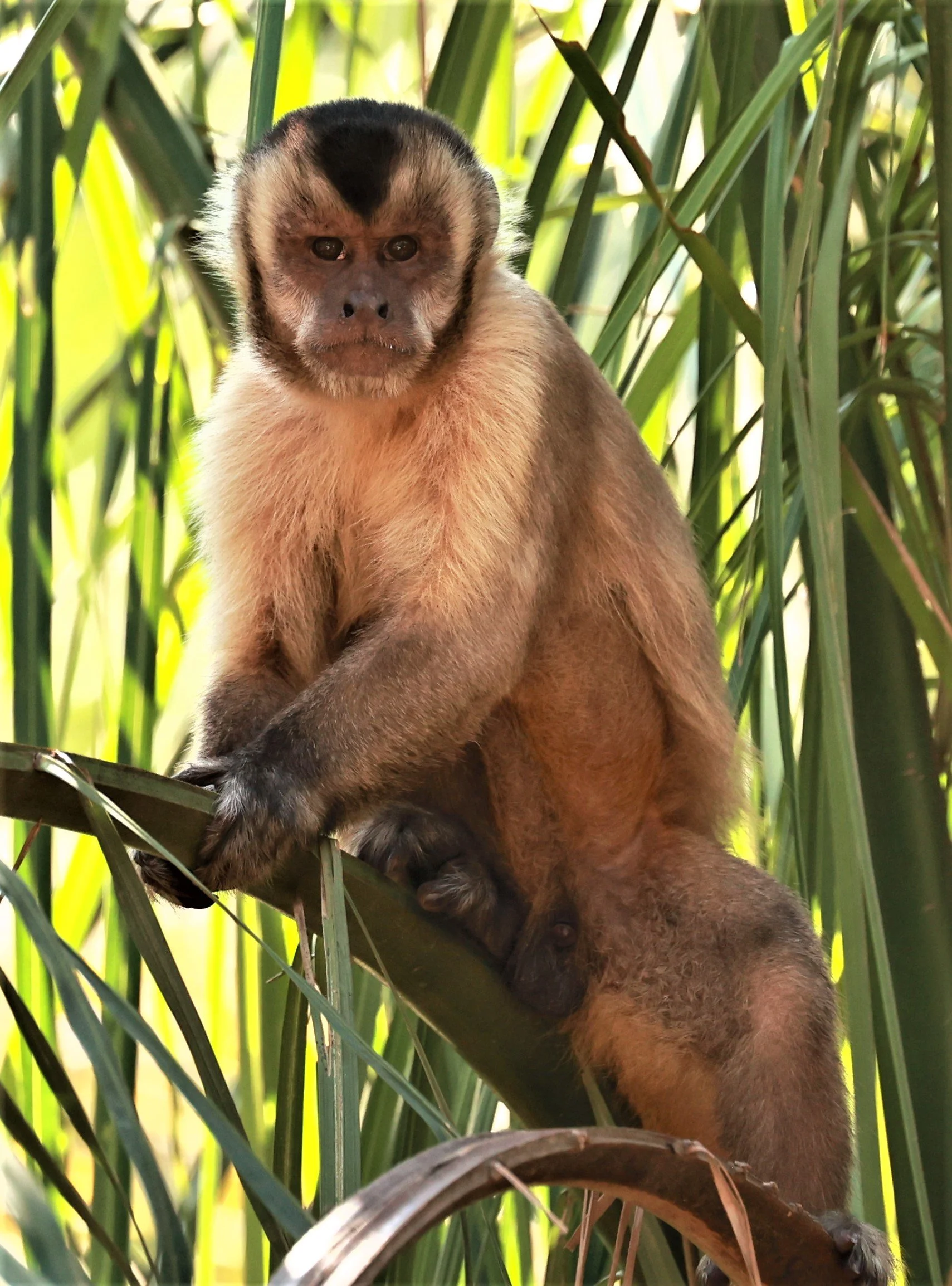 Cebidae - Sapajus cay - Azara's or Hooded Capuchin - Pantanal, Encontro das Águas State Park, Porto Jofre, Cuiaba River, Brazil (30).JPG