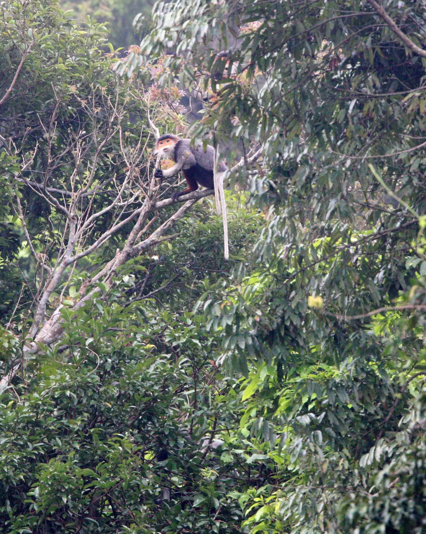 CERCOPITHECIDAE - Pygathrix nemaeus - RED-SHANKED DOUC - SON TRA PENINSULA DA NANG VIET NAM (48).JPG