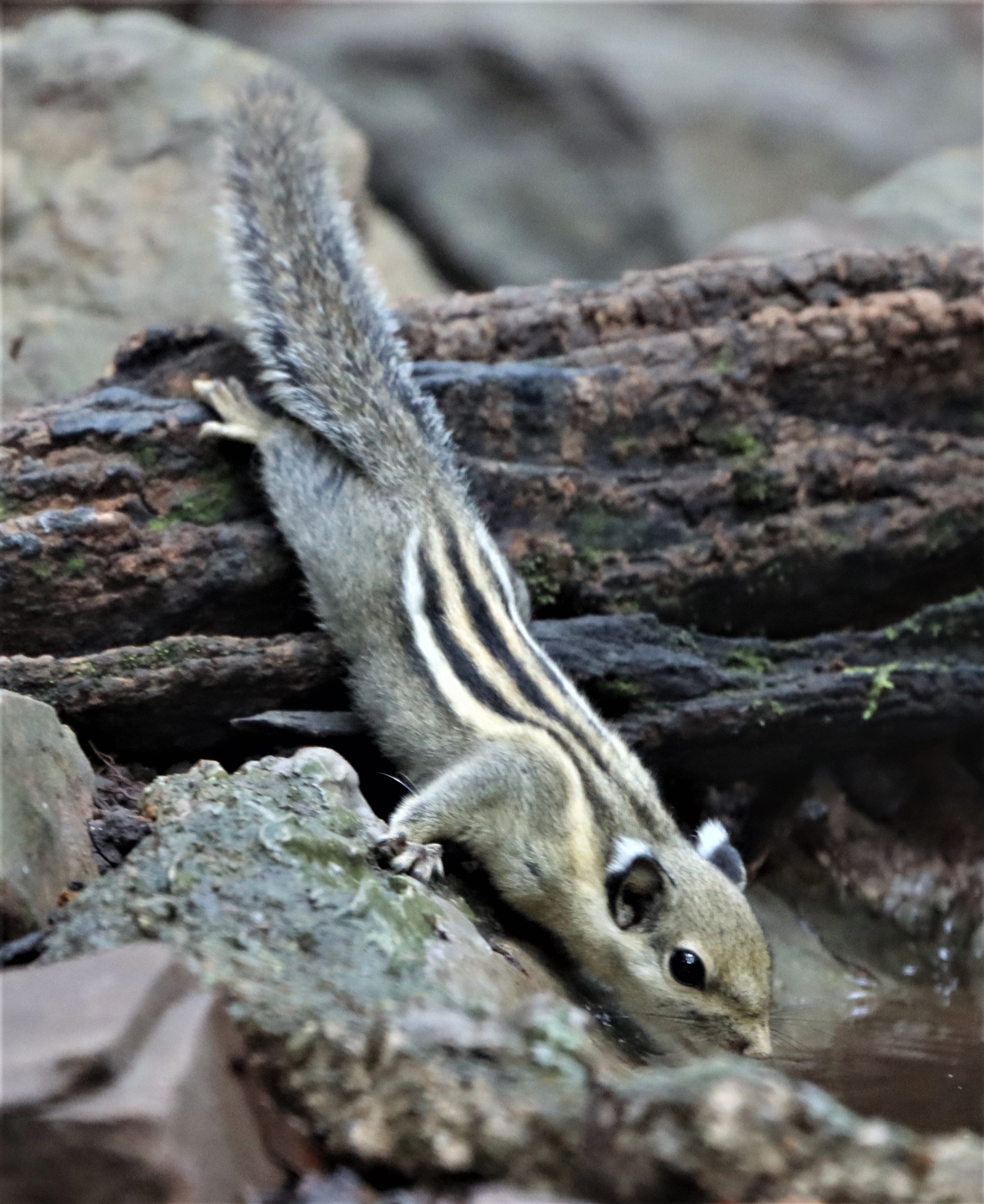 Tamiops mcclellandii - WESTERN (BURMESE) STRIPED SQUIRREL - NEUNG HIDE KAENG KRACHAN (9).jpg