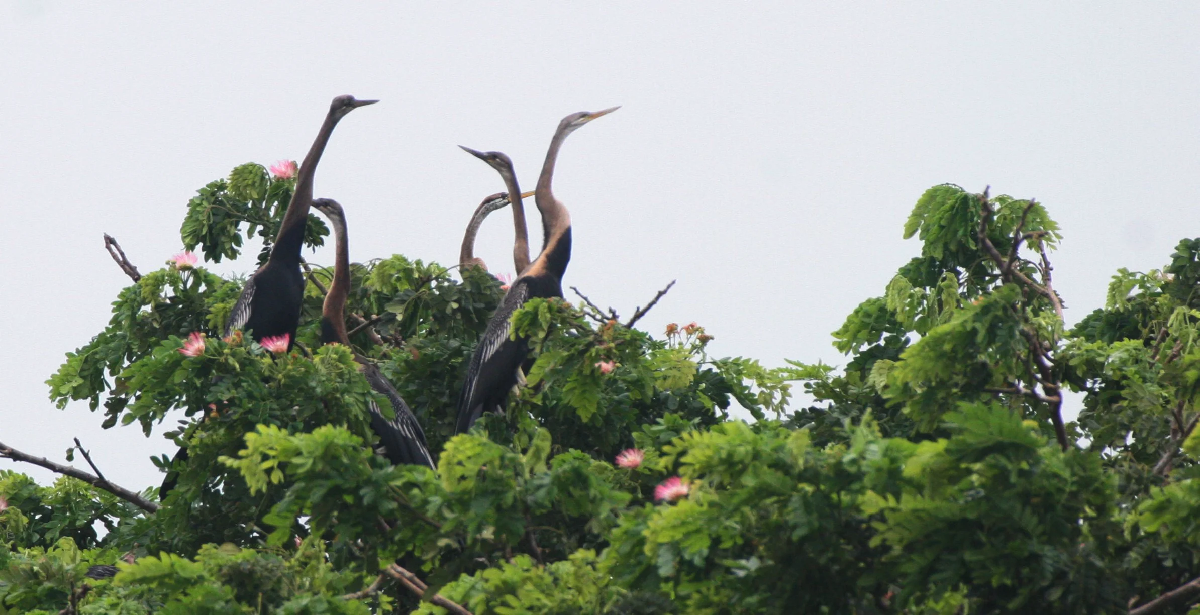 DARTER - Anhinga melanogaster - BUENG BORAPHET THAILAND (28).JPG