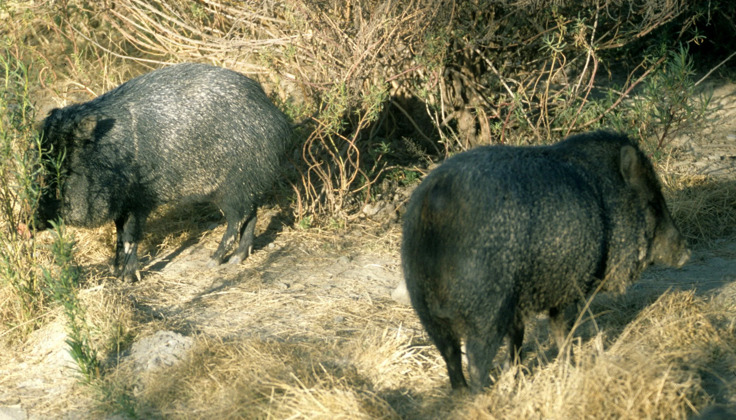 Chacoan peccary (Catagonus wagneri) Bolivia