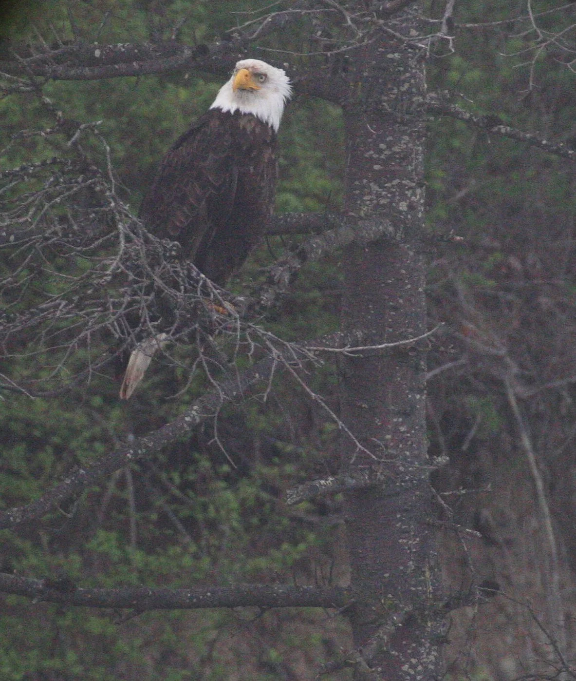 Haliaeetus leucocephalus - AMERICAN BALD EAGLE - LAKE FARM BLUFFS WASHINGTON (219).JPG