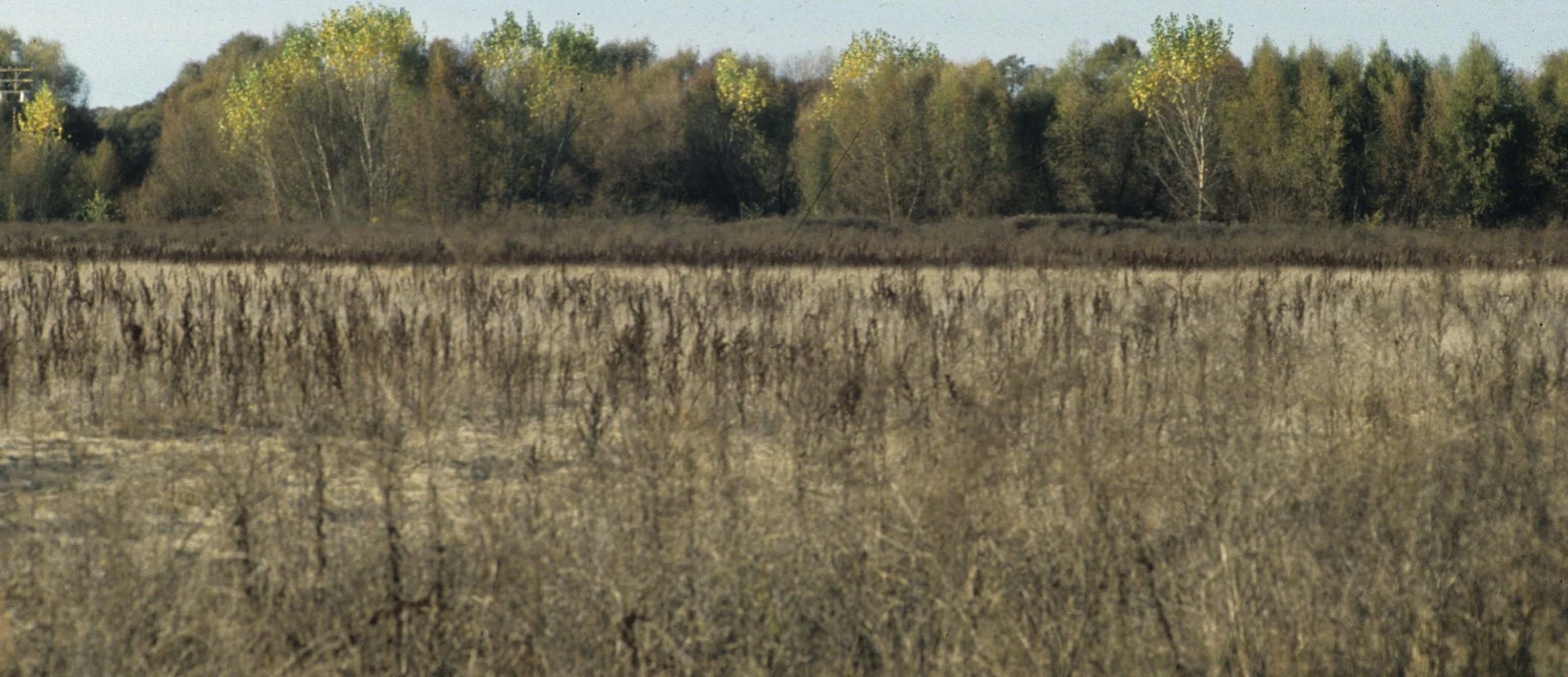 CALIFORNIA - COSUMNES RIVER PRESERVE A.jpg