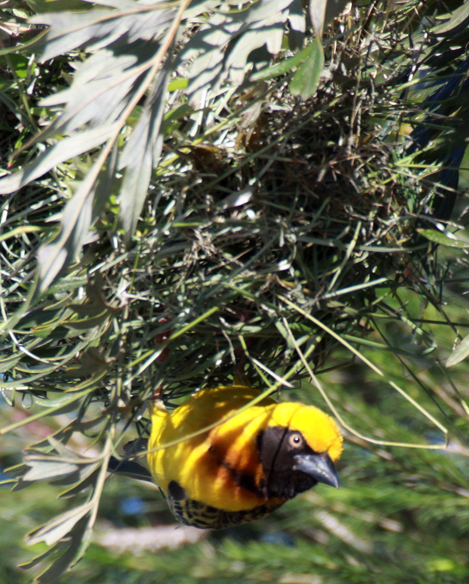 Heuglin's Masked-Weaver (Ploceus heuglini) Bigodi Swamp Community Reserve, Uganda (8).JPG