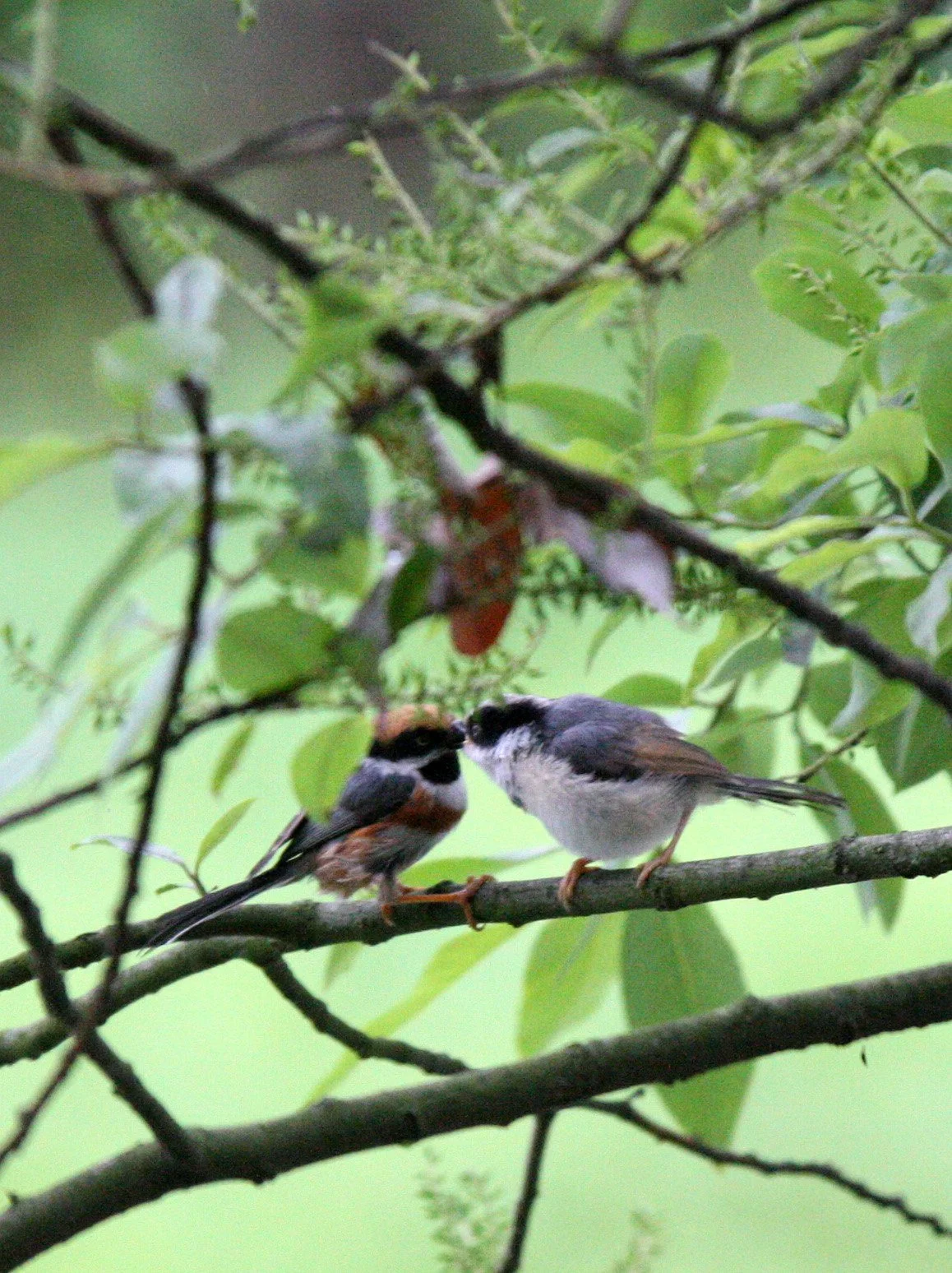 Black-throated Bushtit (Aegithalos concinnus) Hongcun Village, Anhui China (17).JPG
