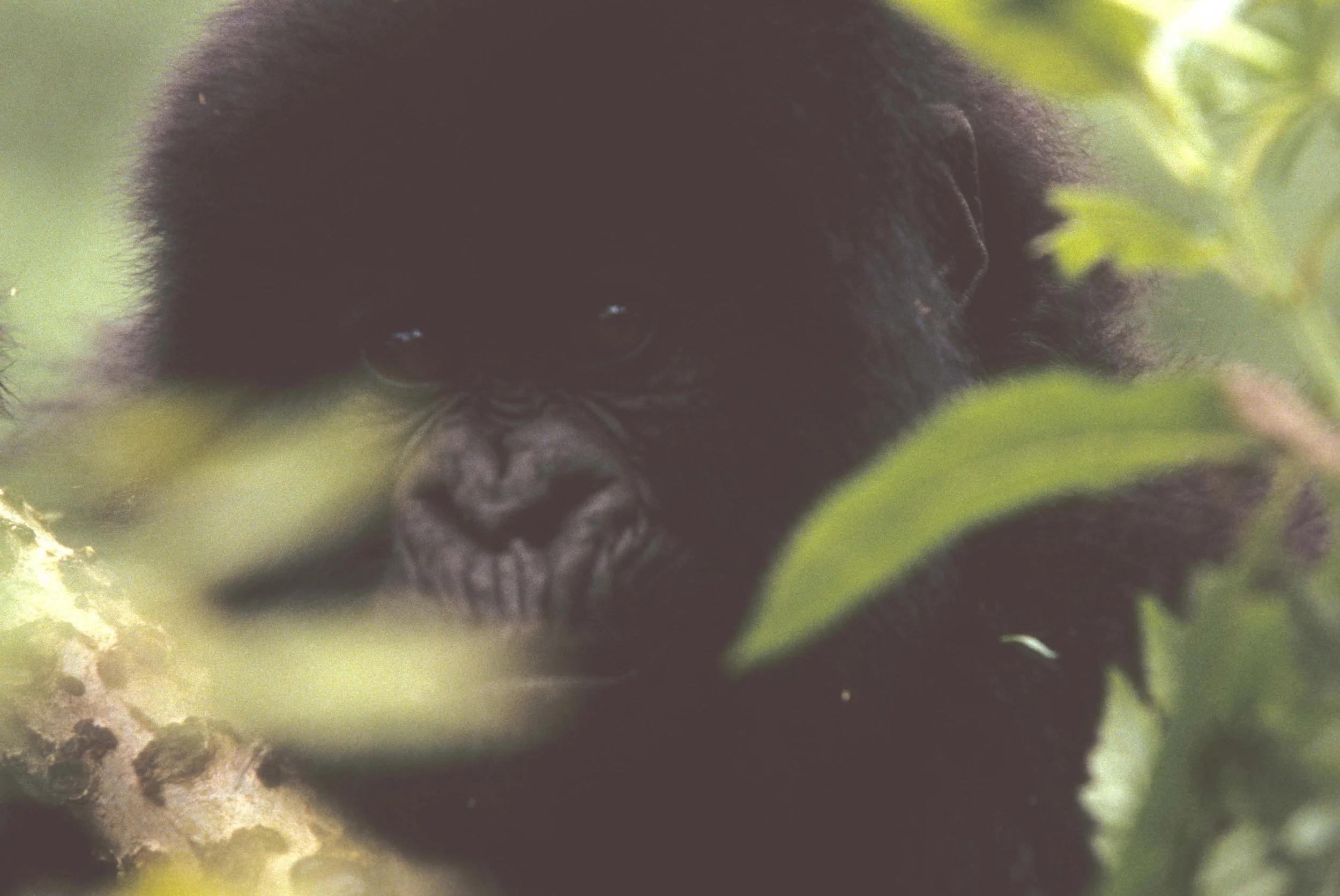PRIMATE - GORILLA-RWANDA PARC DU VULCANS (16).jpg