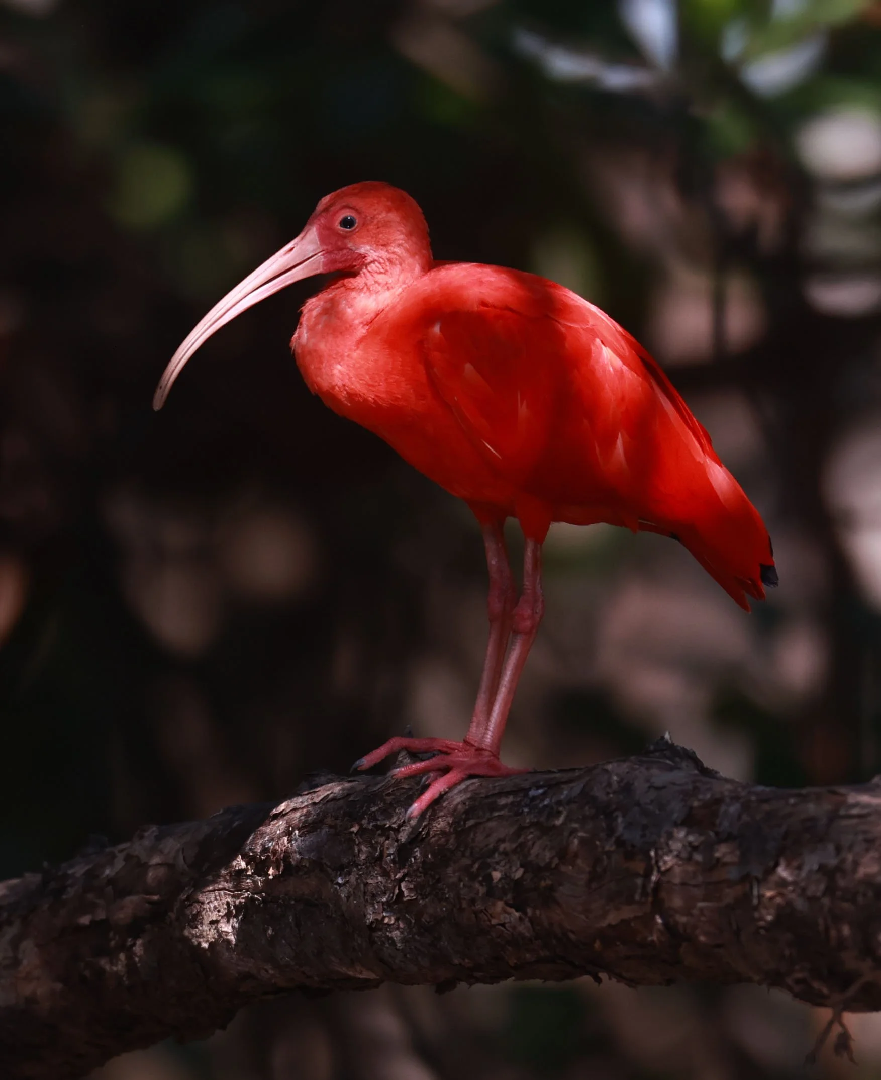 Ibis - Scarlet Ibis - Eudocimus ruber - 29 Songkaow Cafe, Chachoengsao Thailand (211).jpg
