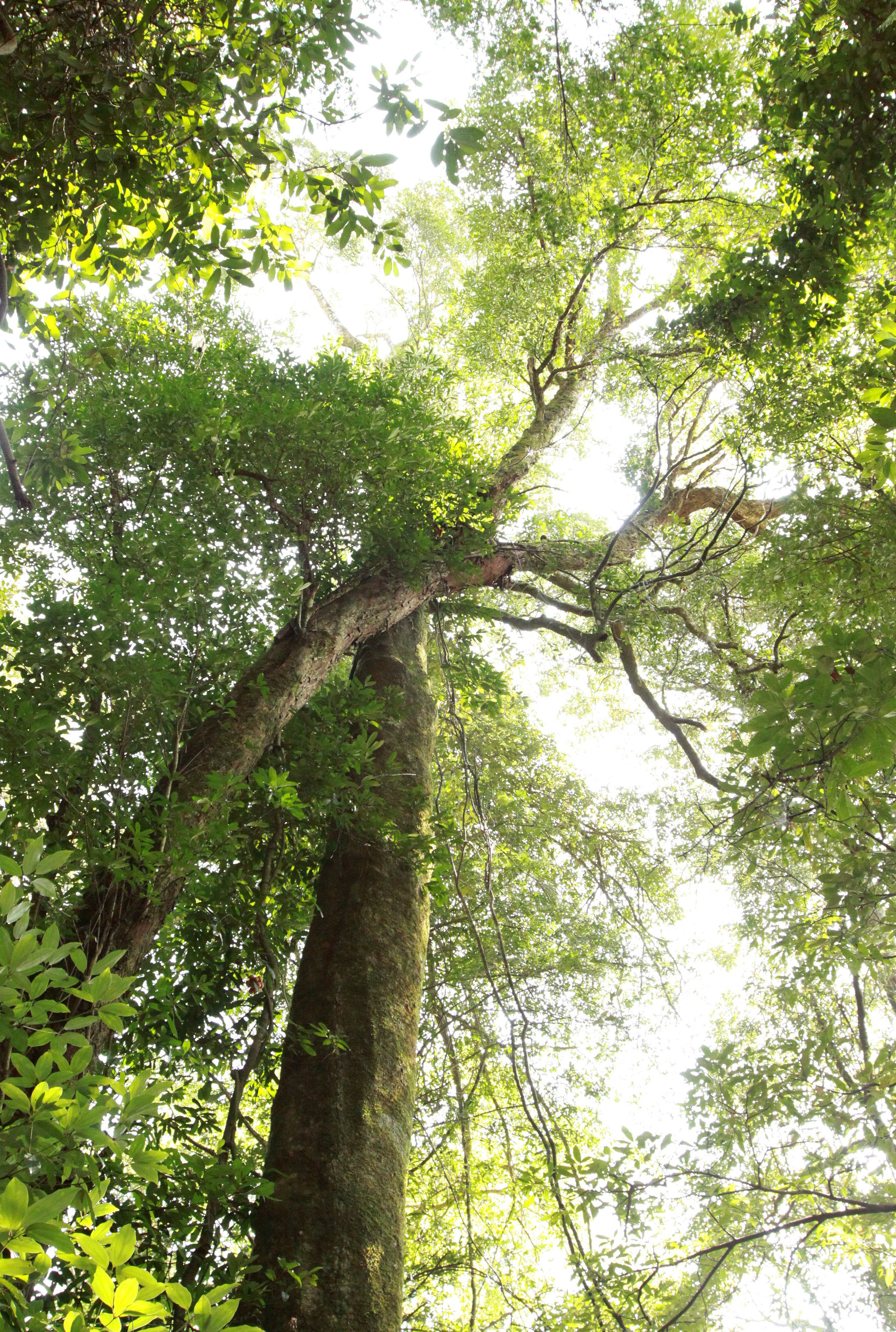 CHINESE YEW RESERVE - FUJIAN CHINA (8).JPG