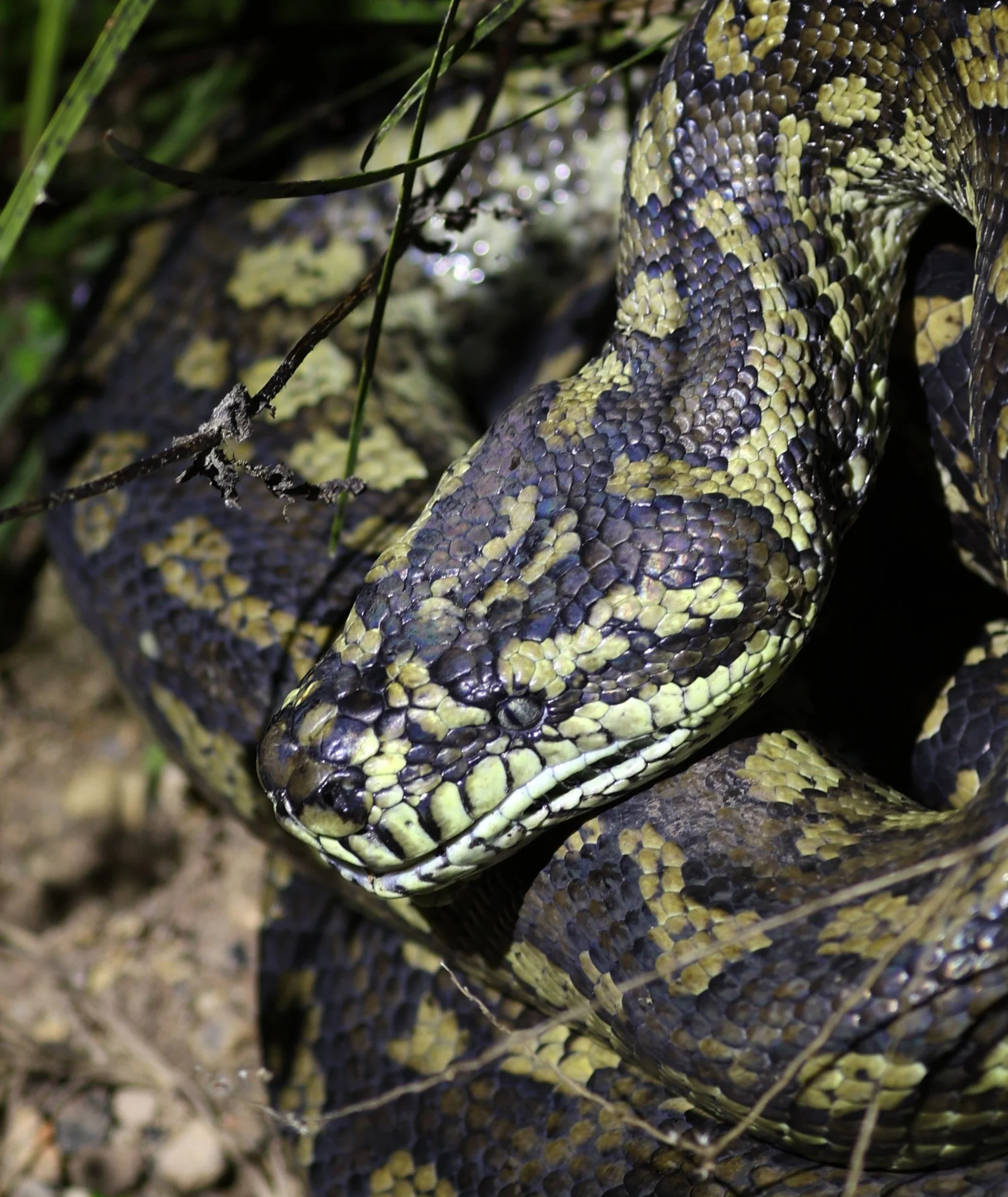 Carpet Python (Morelia spilota) Mount Hypipamee Crater NP & Vicinity - Queensland (16).jpg