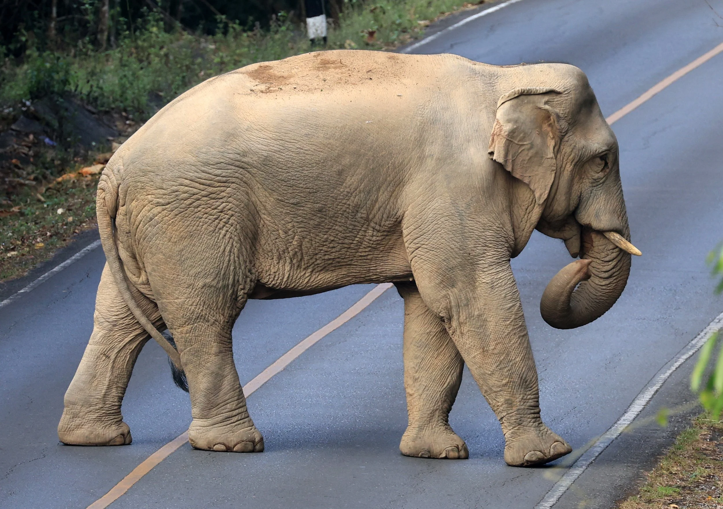 Asian Elephant (Elephas maximus) Khao Yai National Park, Thailand (83).jpg