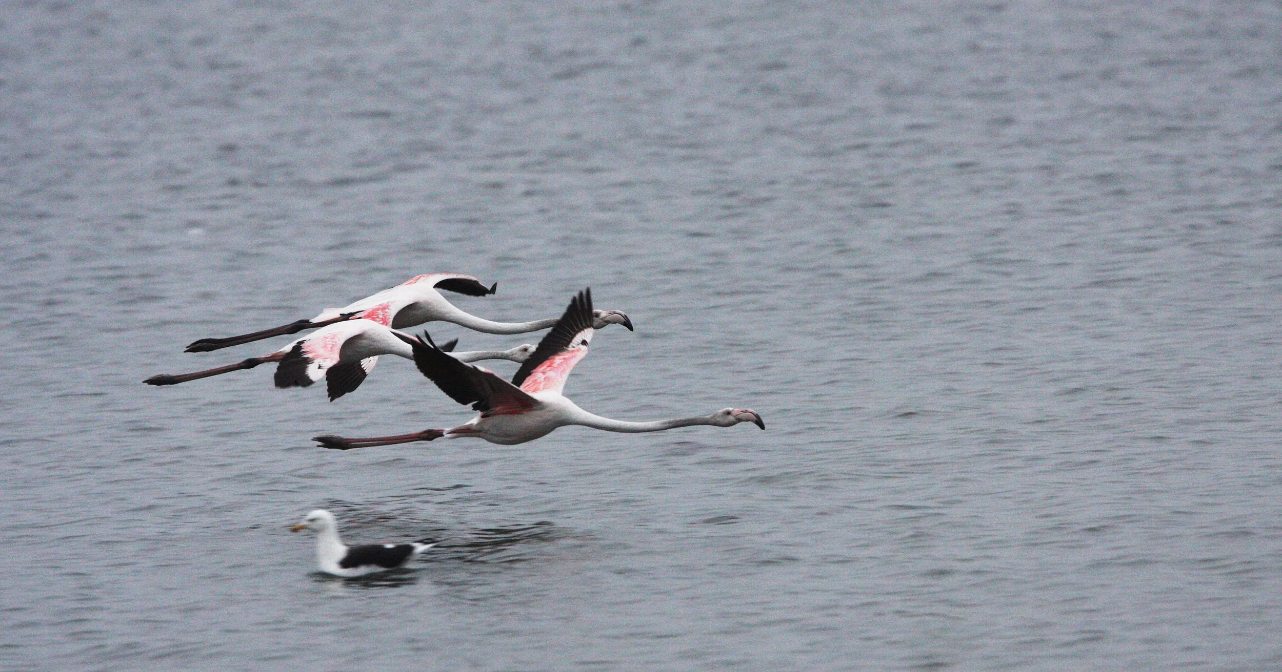 Phoenicopterus roseus - Greater Flamingo - Walvis Bay Namibia (43).JPG