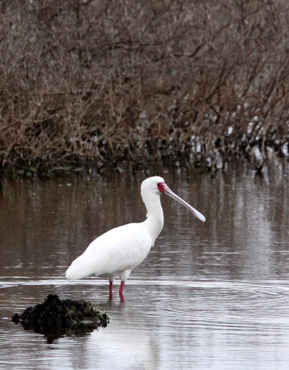SPOONBILL - AFRICAN SPOONBILL - Platalea alba - DE HOOP RESERVE SOUTH AFRICA (15).JPG