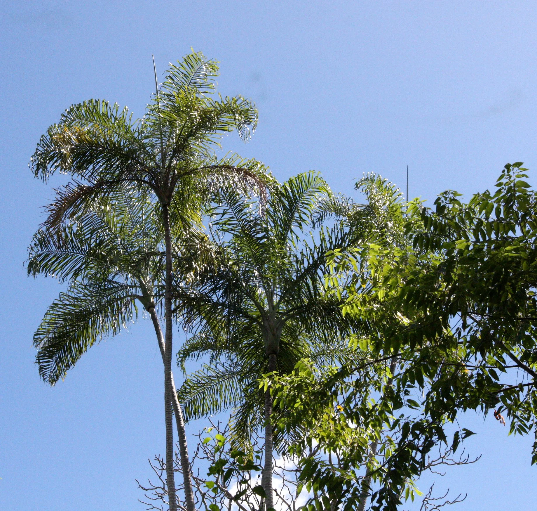 PLANT - PALM SPECIES - ANKARANA NATIONAL PARK MADAGASCAR.JPG