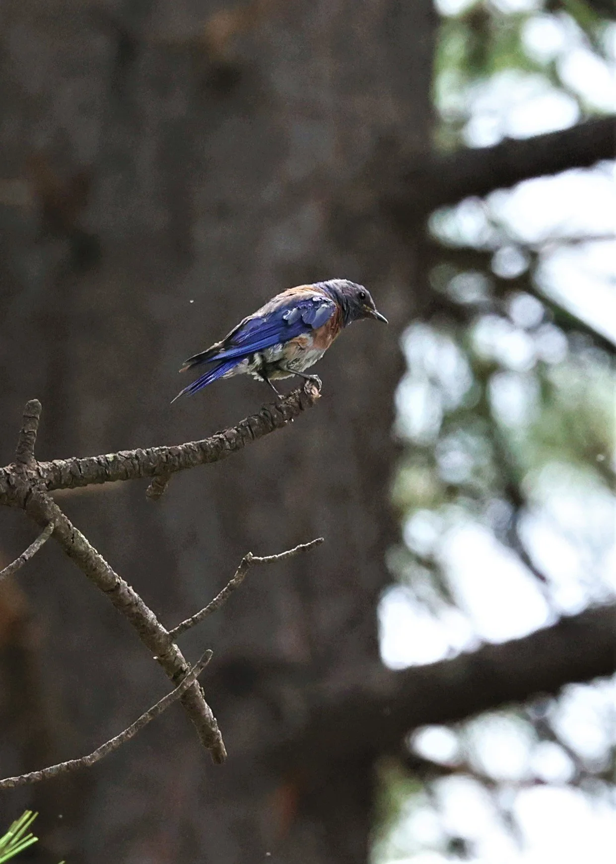 Western Bluebird (Sialia mexicana) Flagstaff Arboretum Arizona (8).jpg