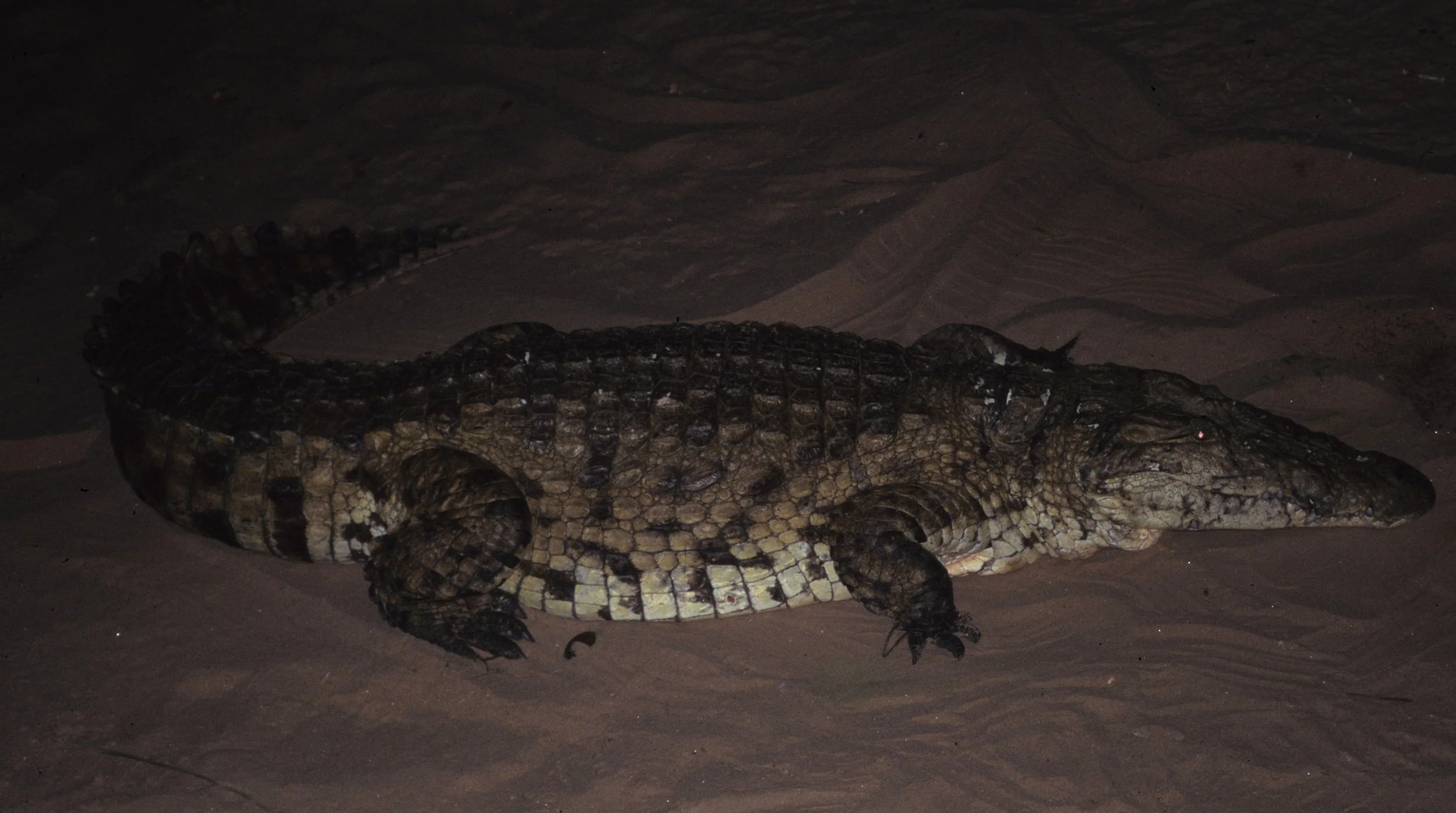 REPTILE- NILE CROC - SHABA A.jpg