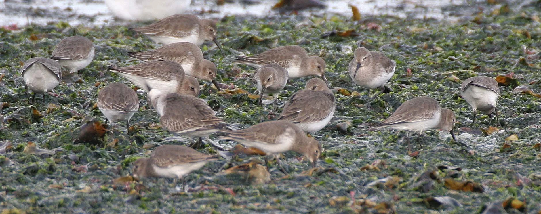 BIRD - DUNLINS - THREE CRABS (4).jpg
