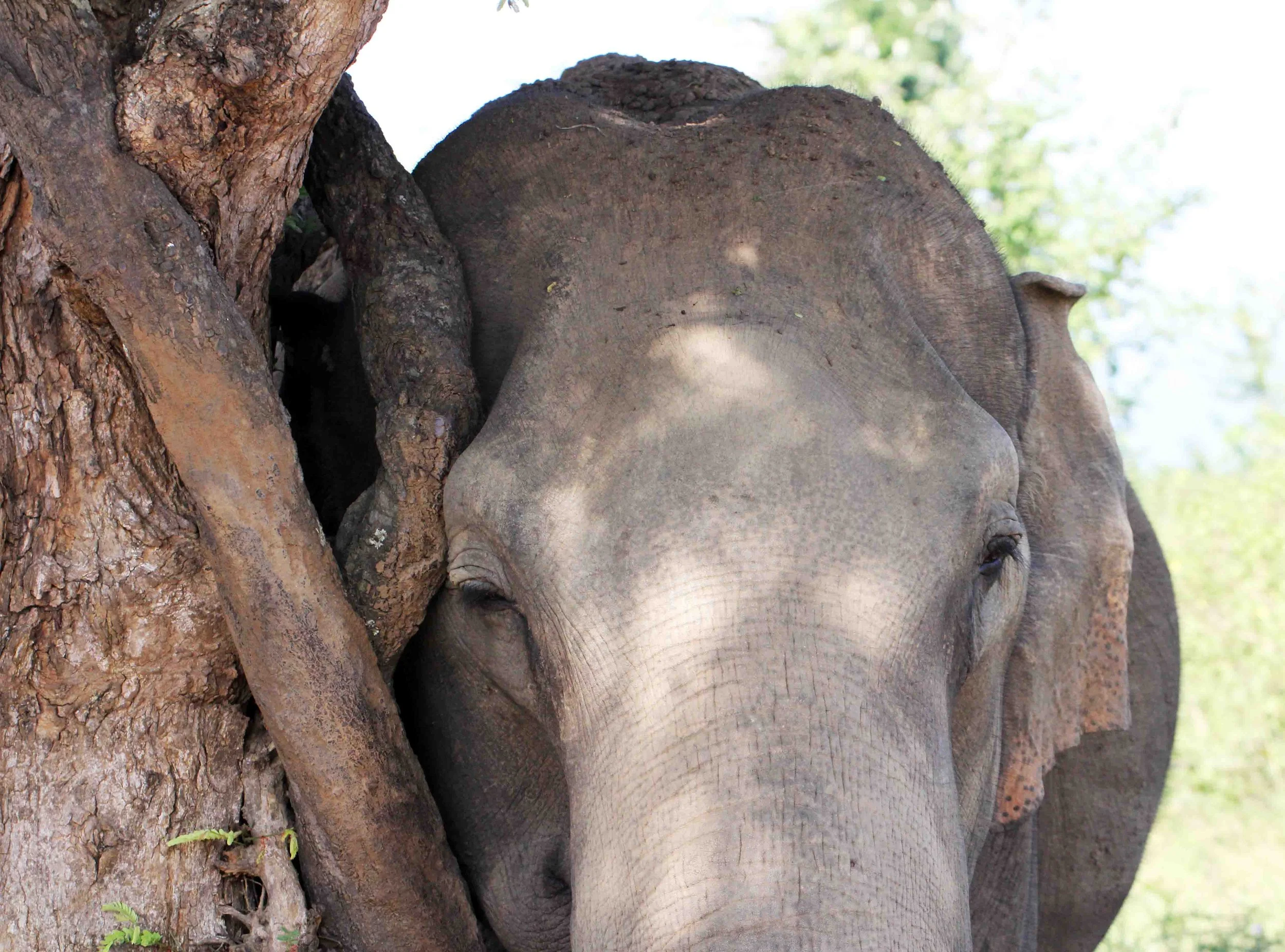 ELEPHANT - SRI LANKA ASIAN ELEPHANT - UDAWALAWA NATIONAL PARK SRI LANKA - PHOTO BY SOM SMITH (11).JPG