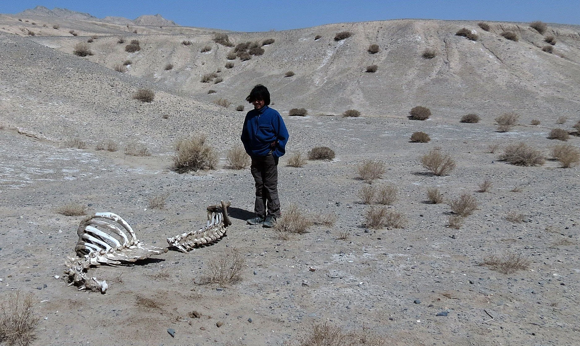 LOP NUR WILD BACTRIAN CAMEL RESERVE - XINJIANG CHINA (65).JPG