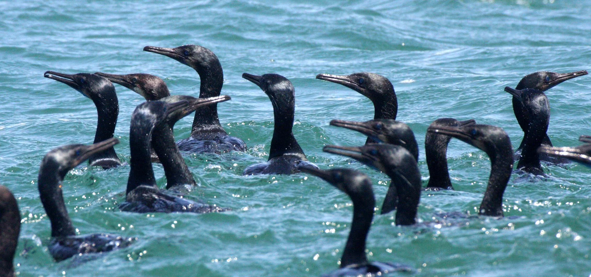 Urile penicillatus - Brandt's Cormorant - San Ignacio Lagoon, Baja California (30).JPG