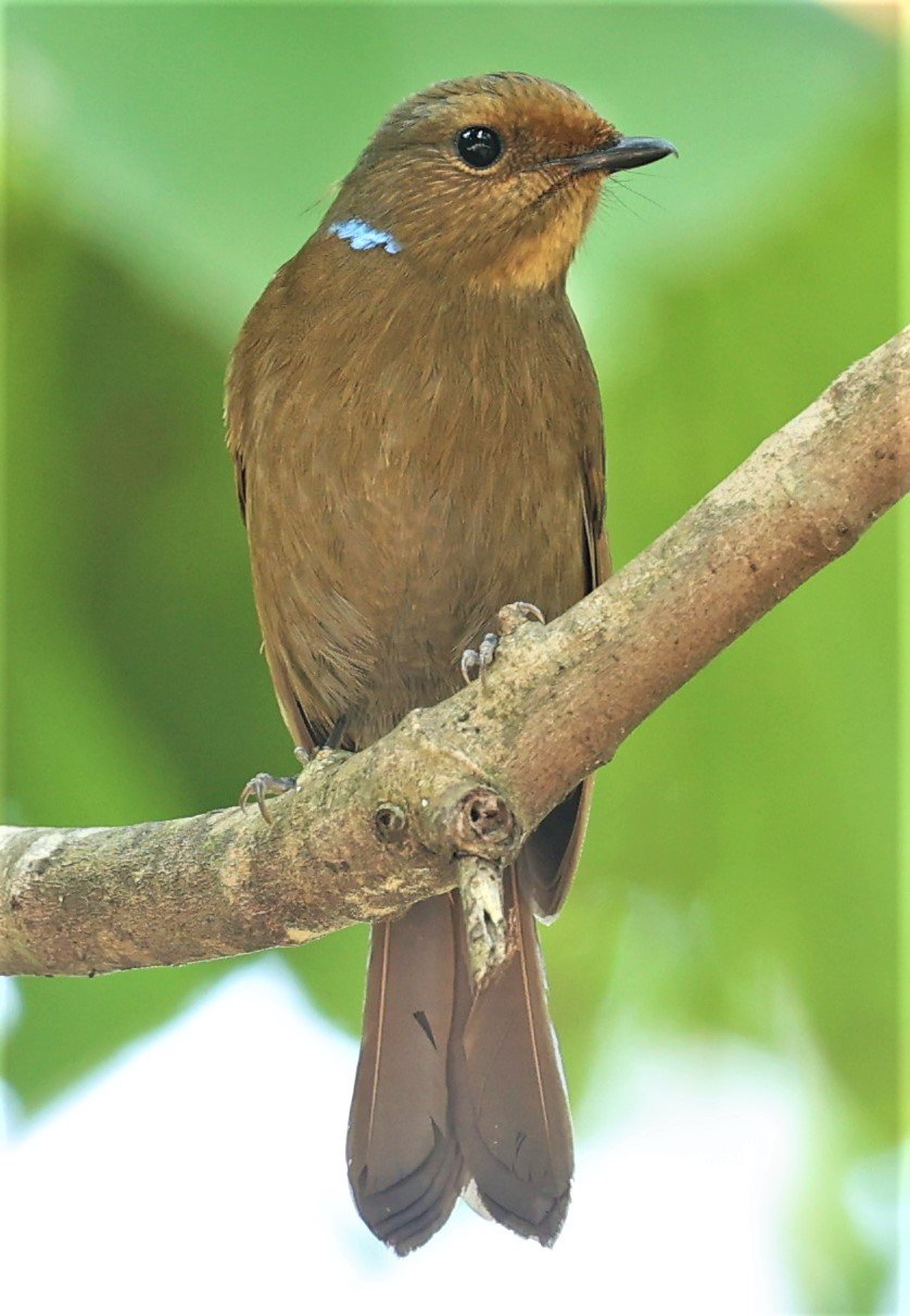 NILTAVA - LARGE NILTAVA - Niltava grandis - DOI DOI ANG KHANG CHIANG MAI FEB 2022 (52).jpg