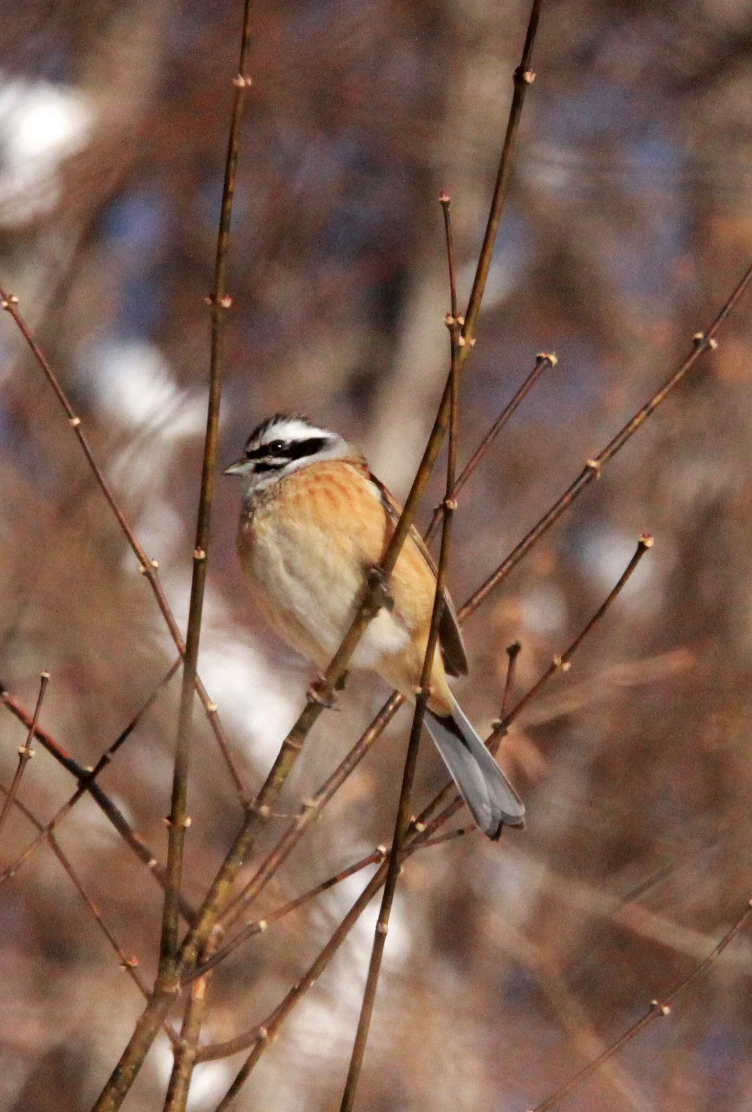 Rustic Bunting (Emberiza rustica) Shiobutsu Onsen Karuizawa Japan (1).JPG