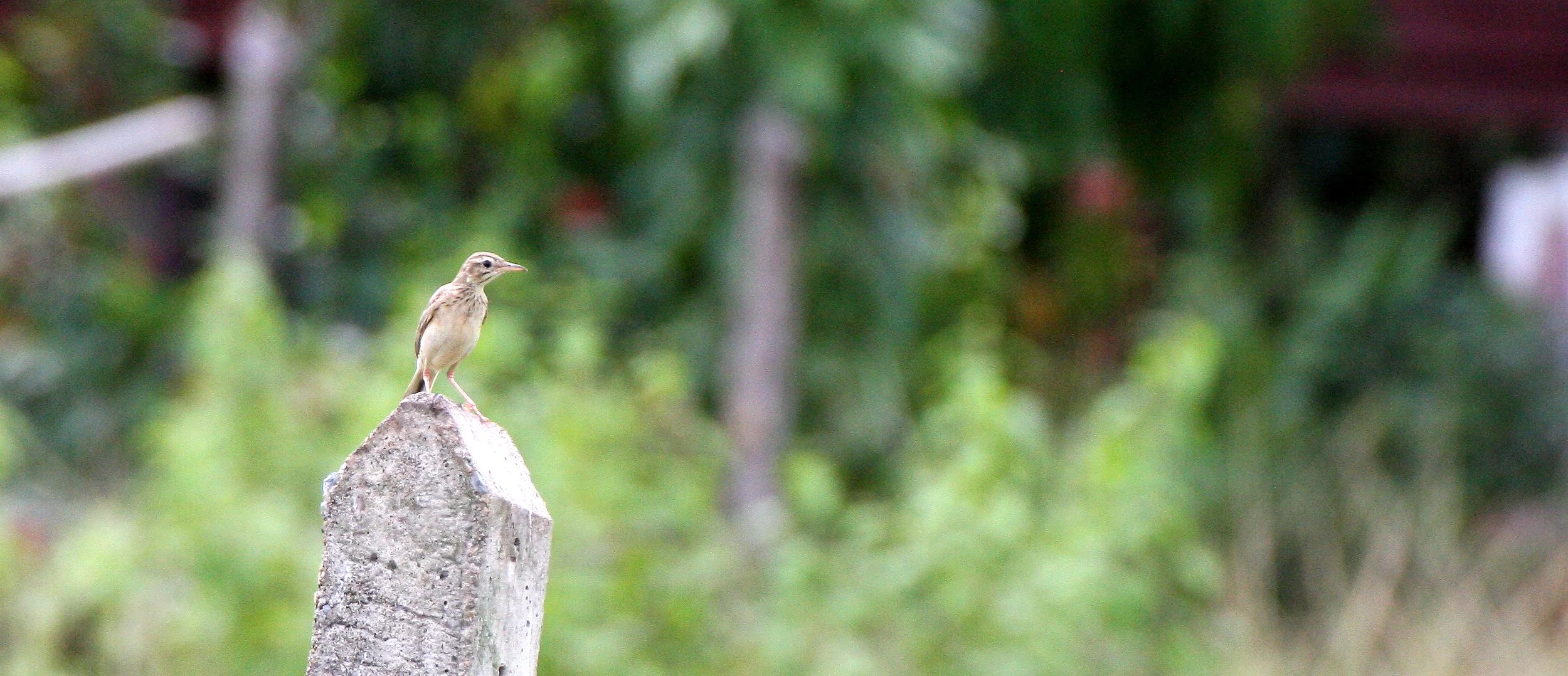 Paddyfield Pipit (Anthus rufulus) NAKHON SI THAMMARAT Thailand (13).JPG