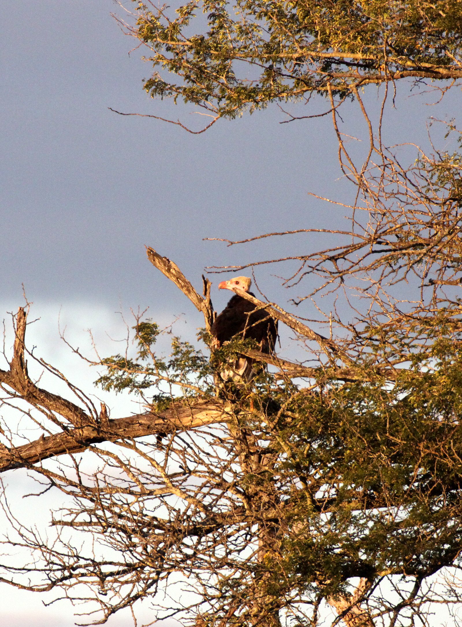 Trigonoceps occipitalis - WHITE-HEADED VULTURE - KURGER NATIONAL PARK SOUTH AFRICA (1).JPG